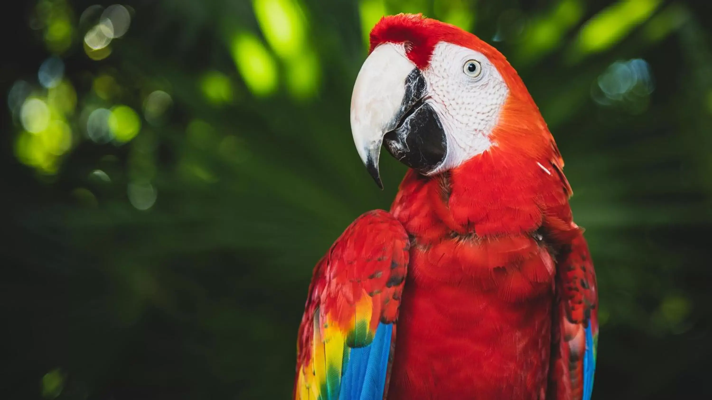 Nearby landmark, Other Animals in InterContinental Presidente Cancun Resort