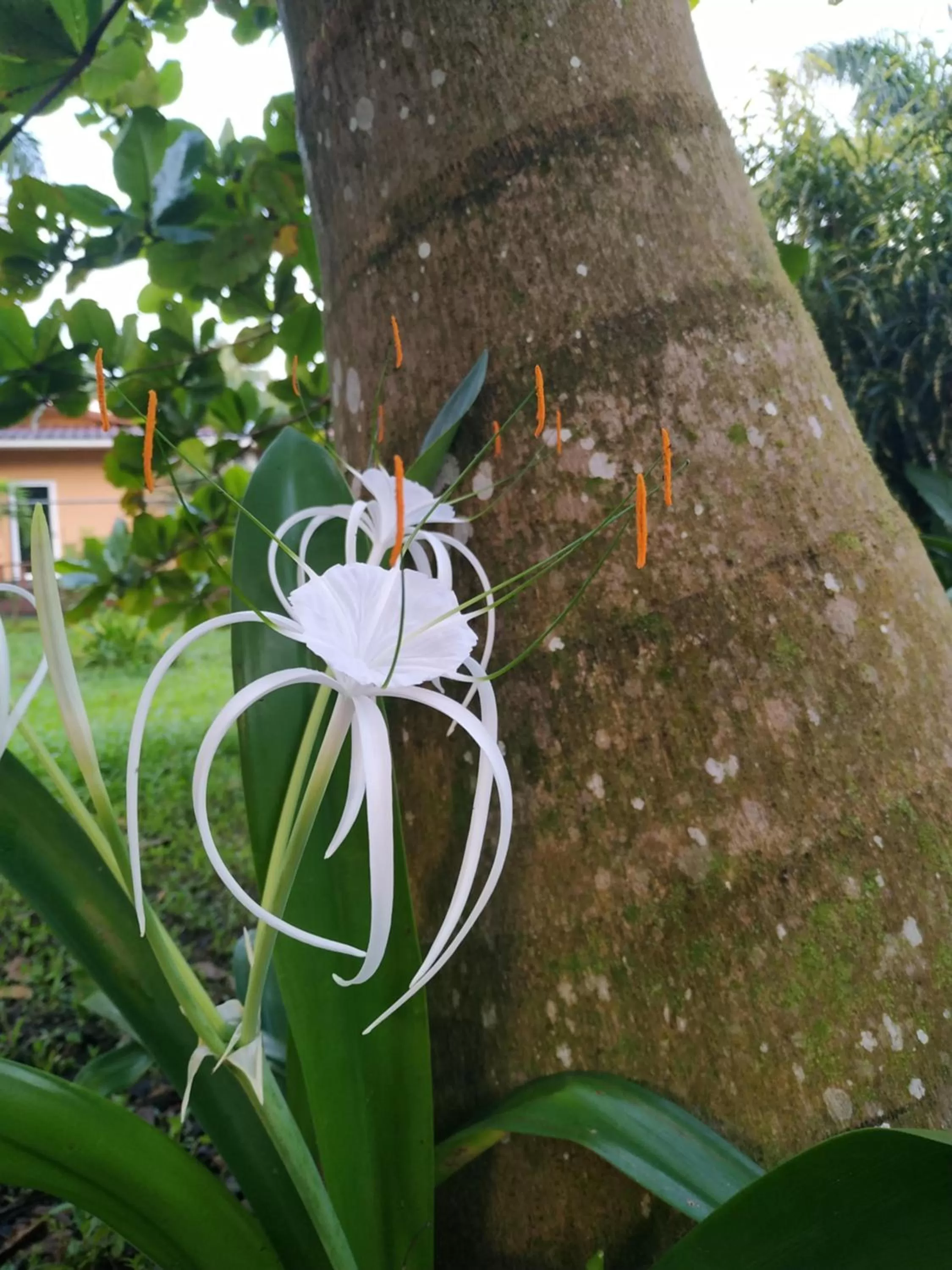 La Luciernaga Big Creek