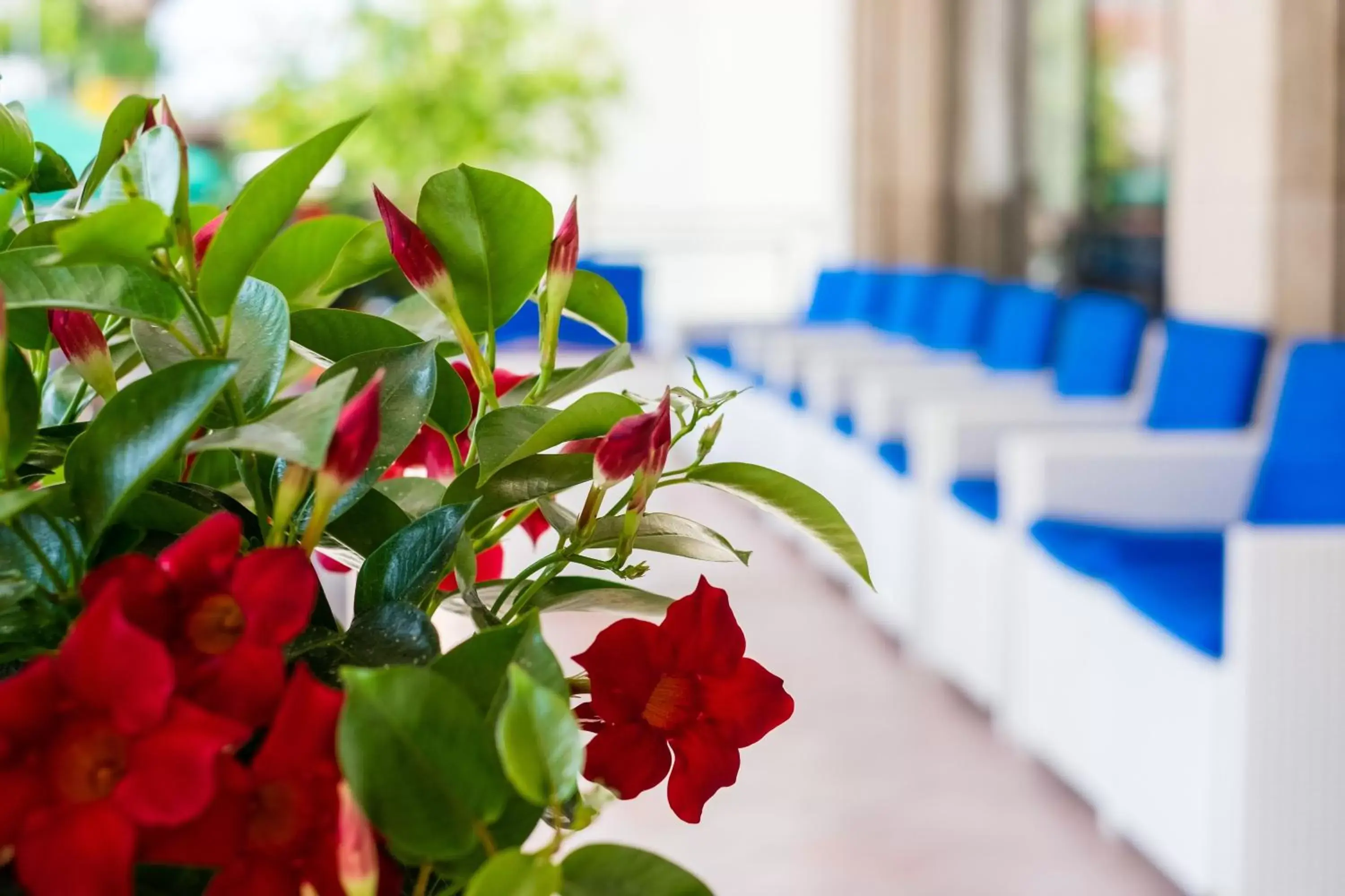 Balcony/Terrace in Hotel Gabbiano