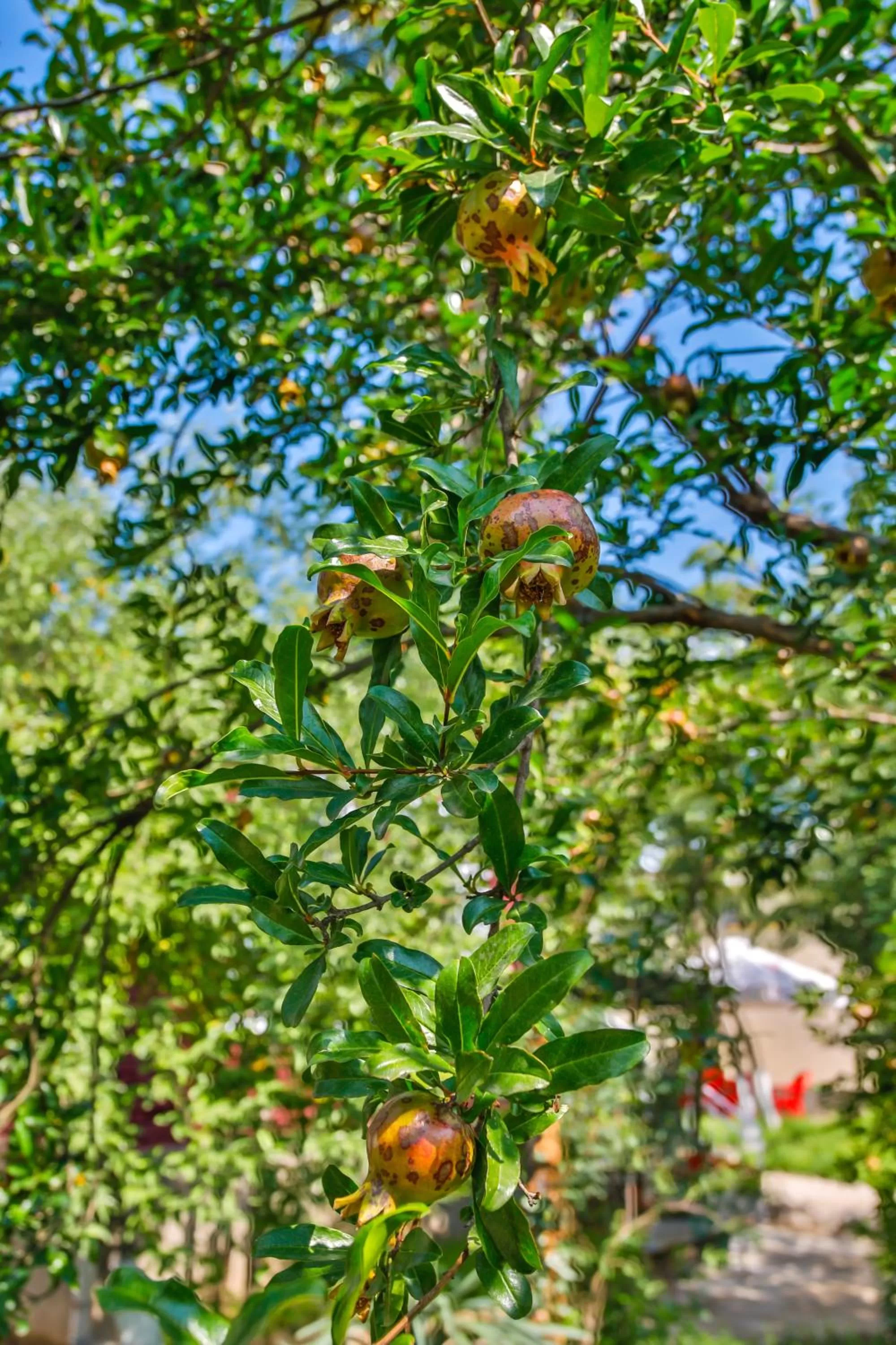 Garden in Book Hotel