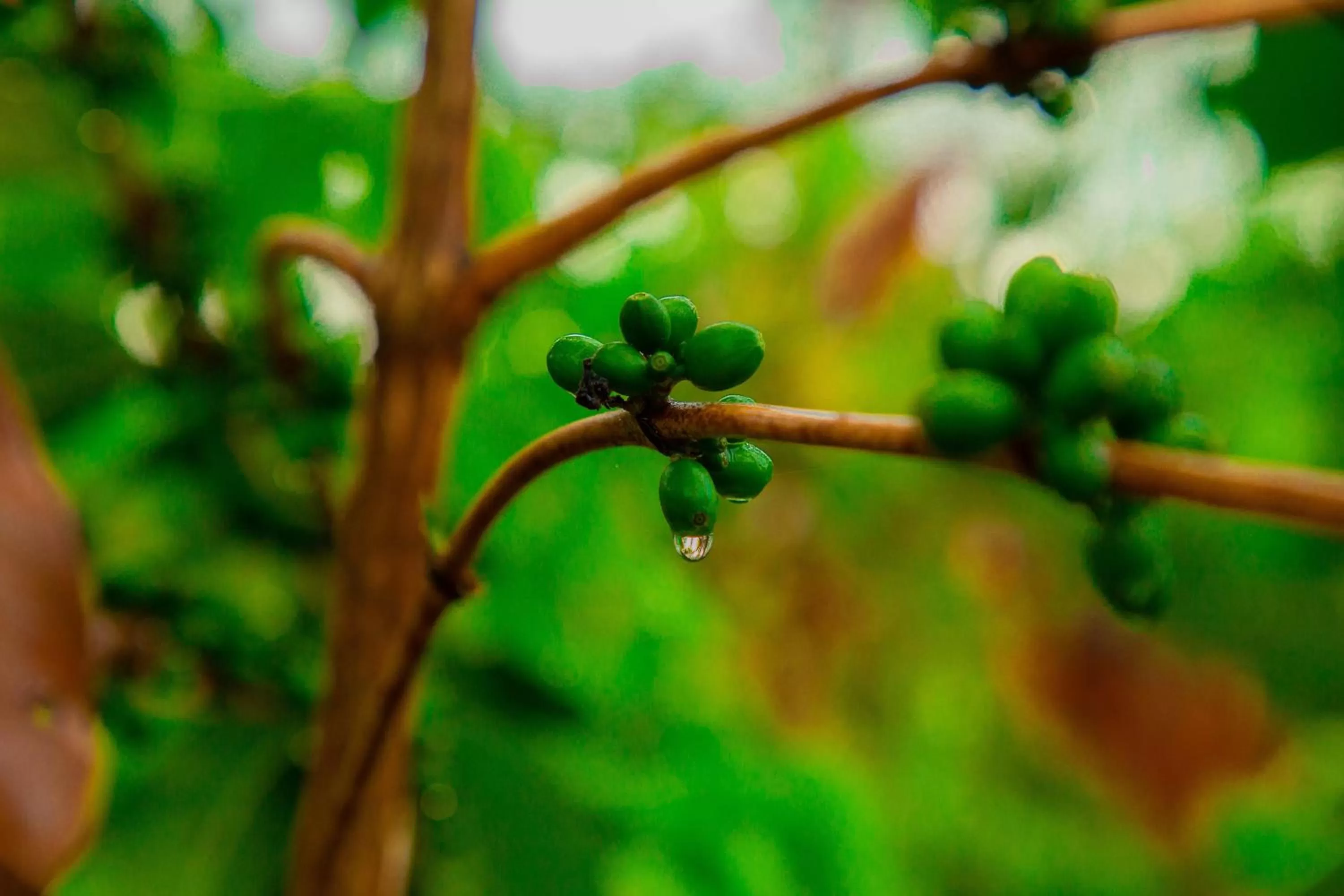 Other in Dual Mountain View Lodge