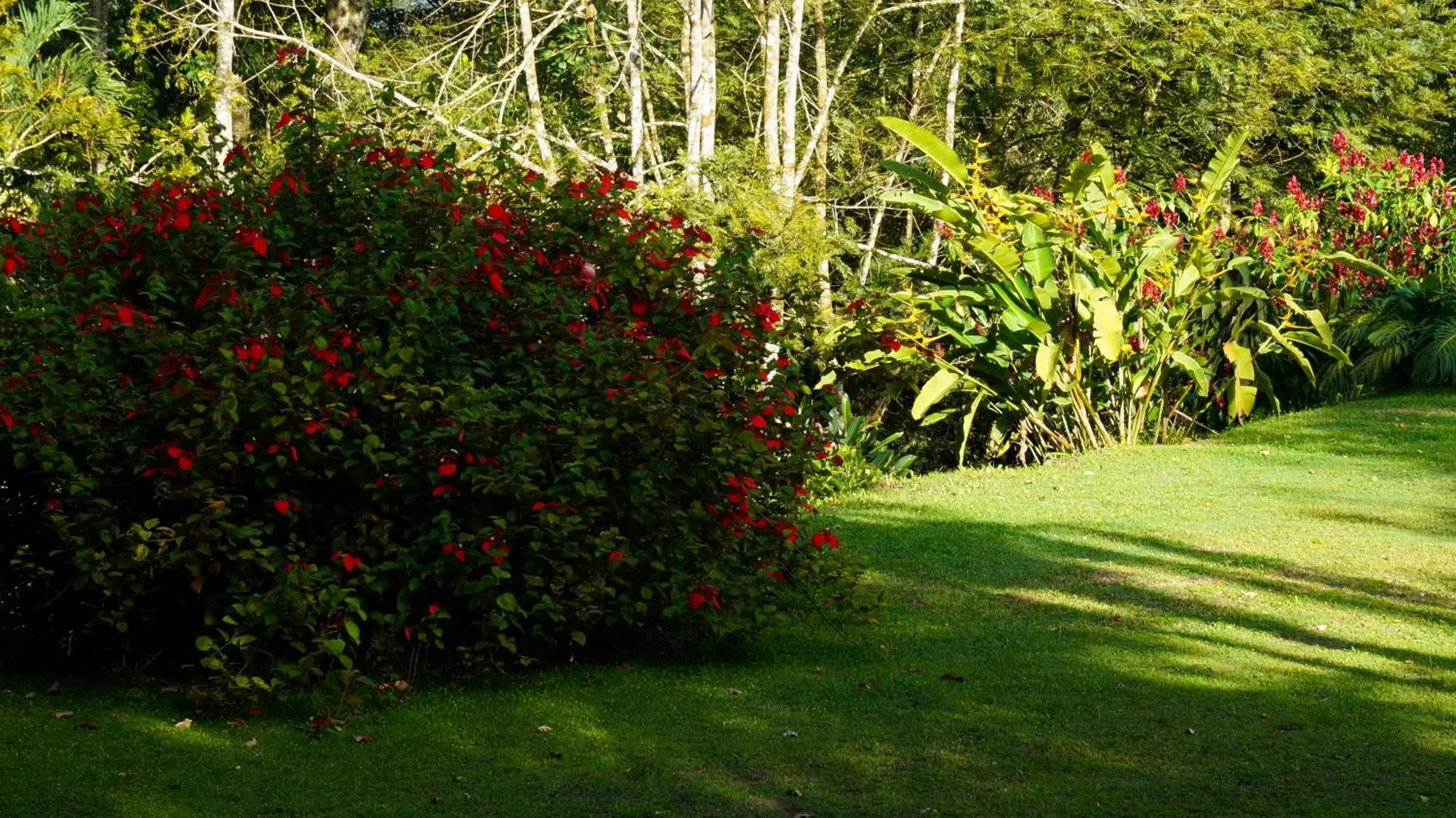 Garden in Hospedaje La Naciente