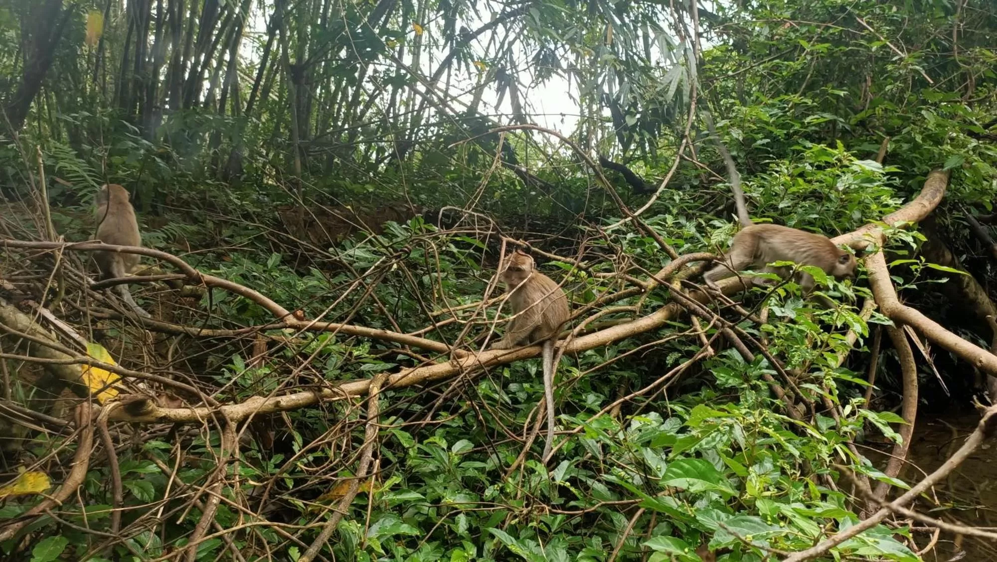 Hiking in Khao Sok River & Jungle Resort
