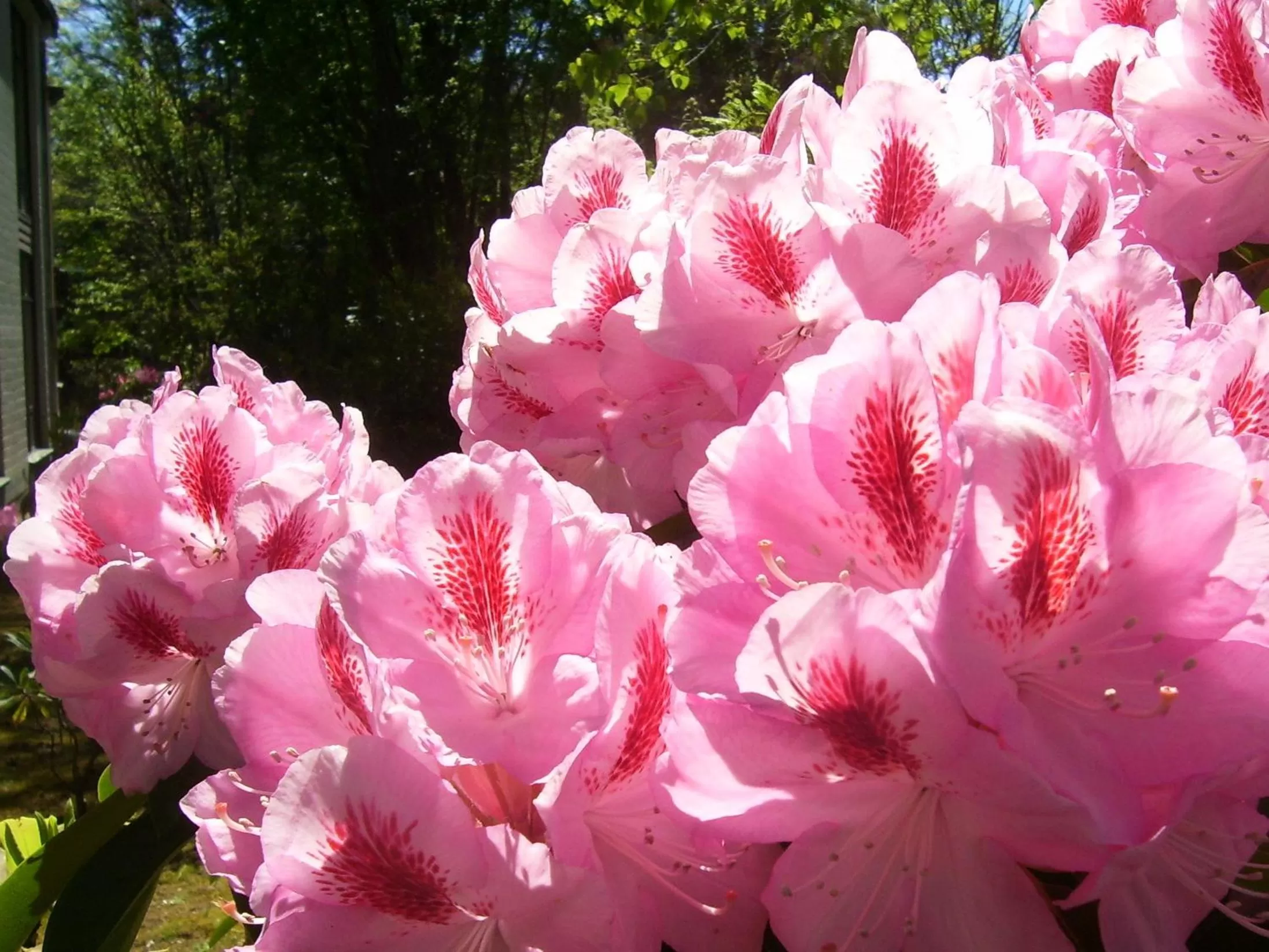 Garden in West Coaster Motel