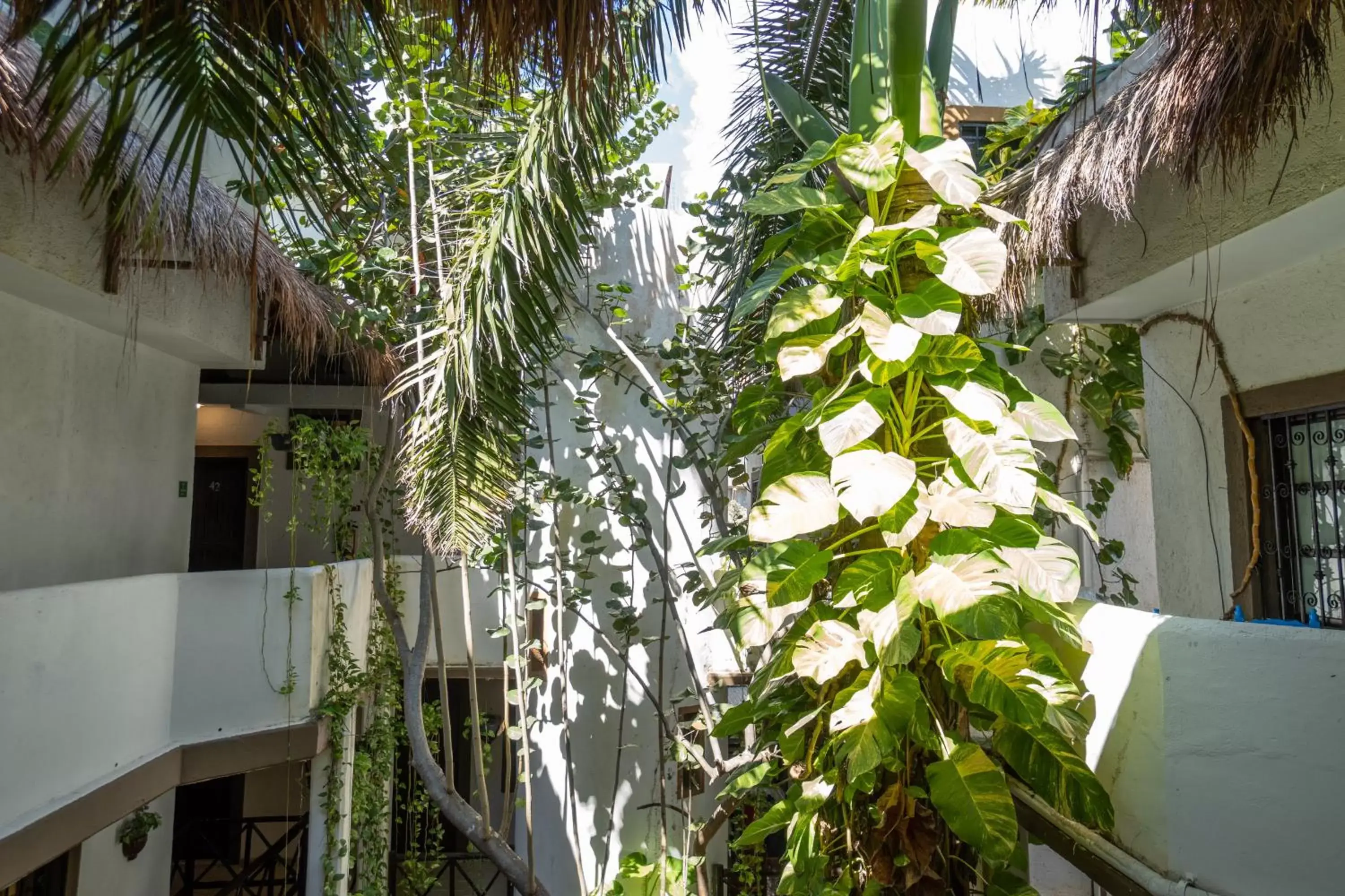 Garden, Property Building in Posada Mariposa Boutique Hotel - 5th Avenue