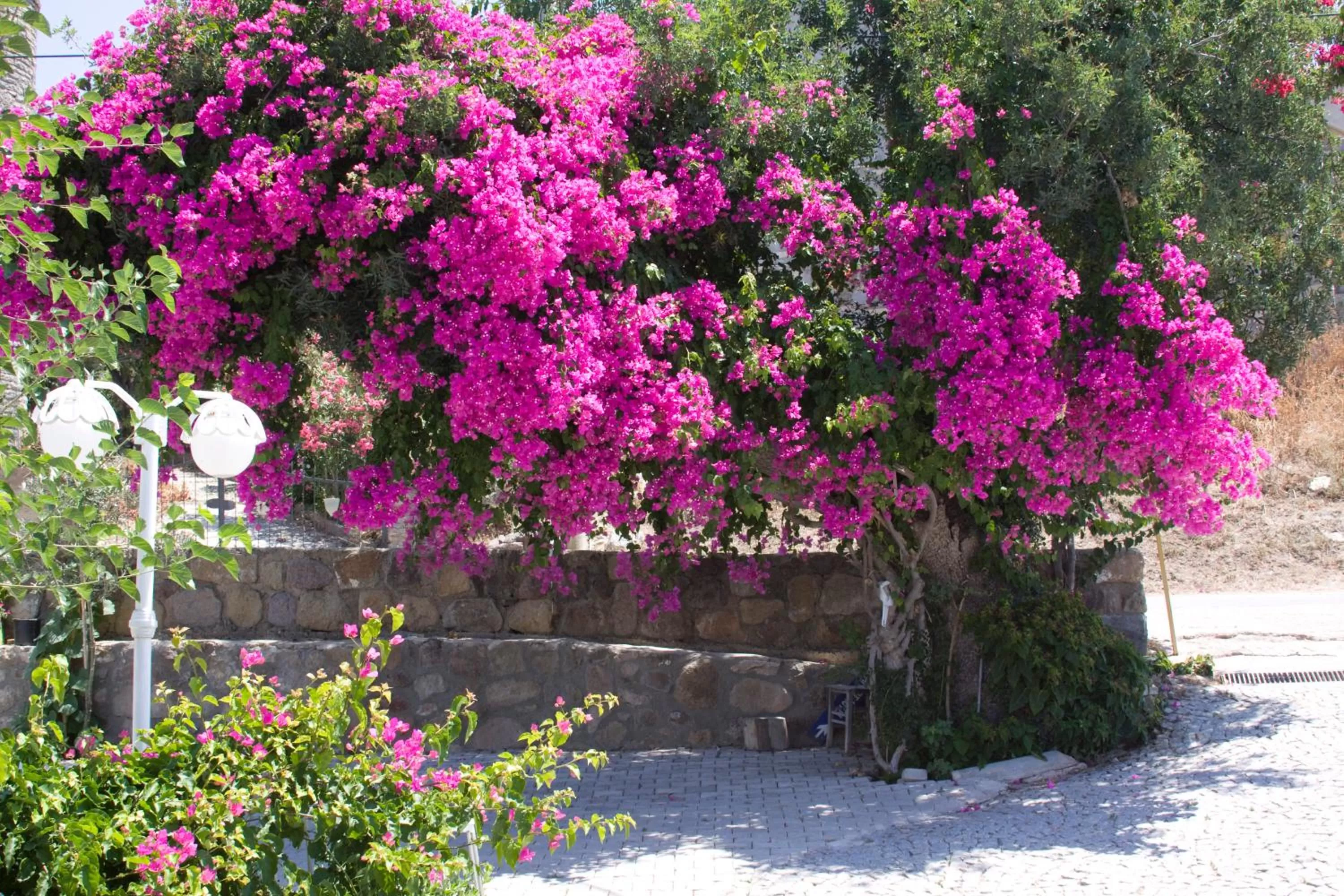 Garden in Sun Garden Apart Hotel