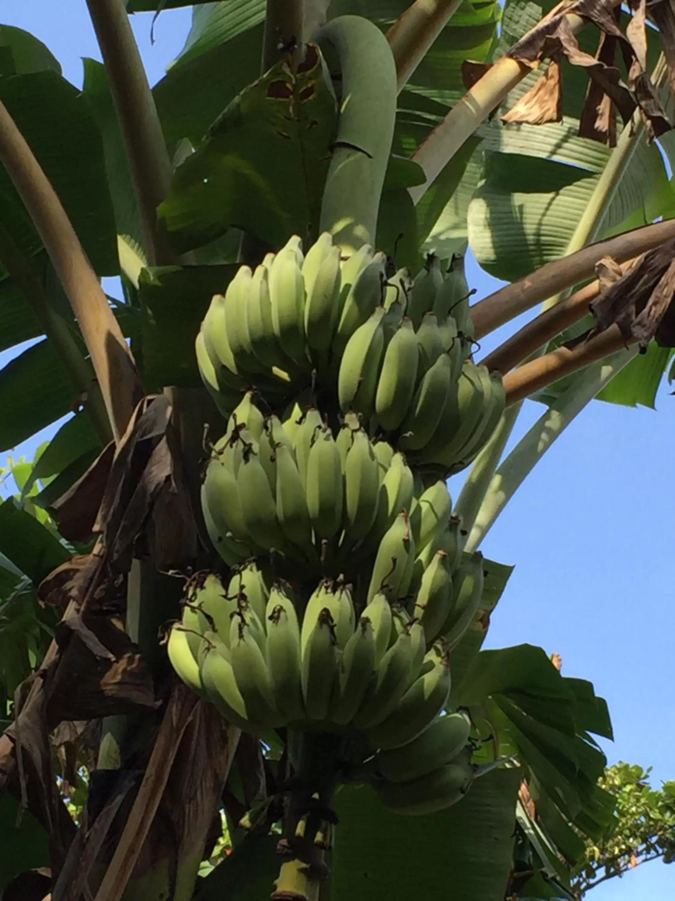 Garden in Elephant & Castle