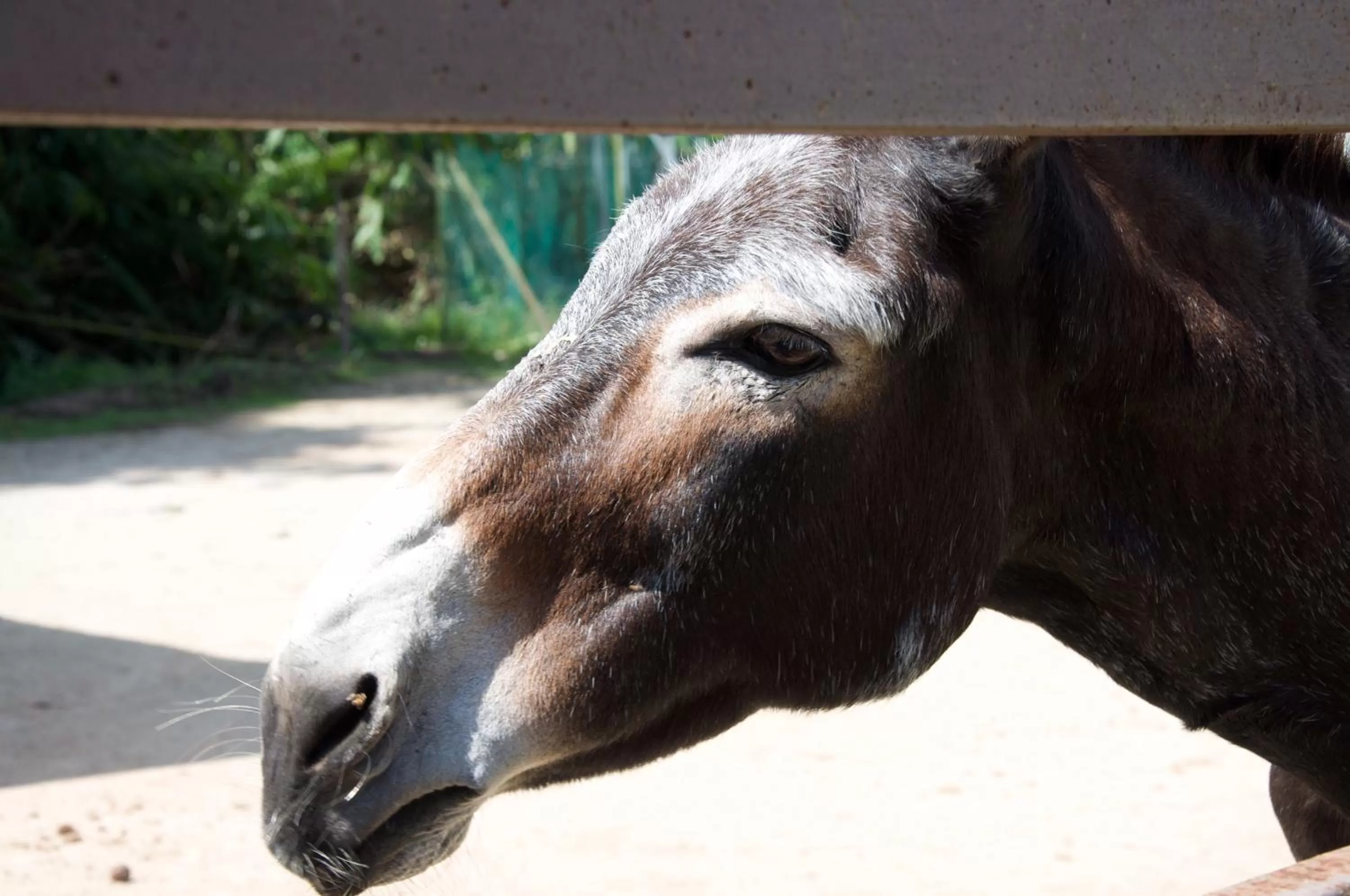 Animals in Colmar Tropicale
