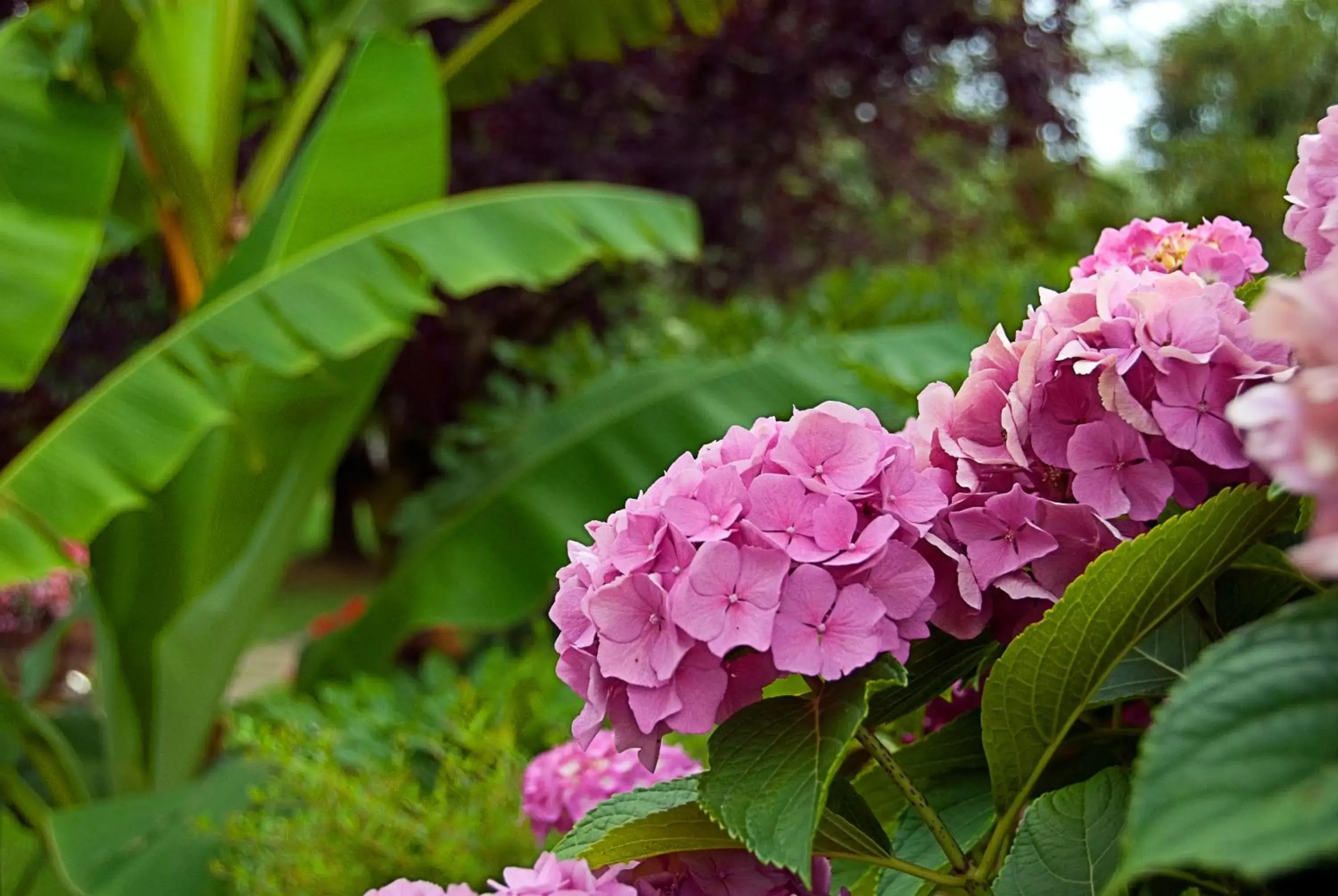 Garden in Casa del Pino