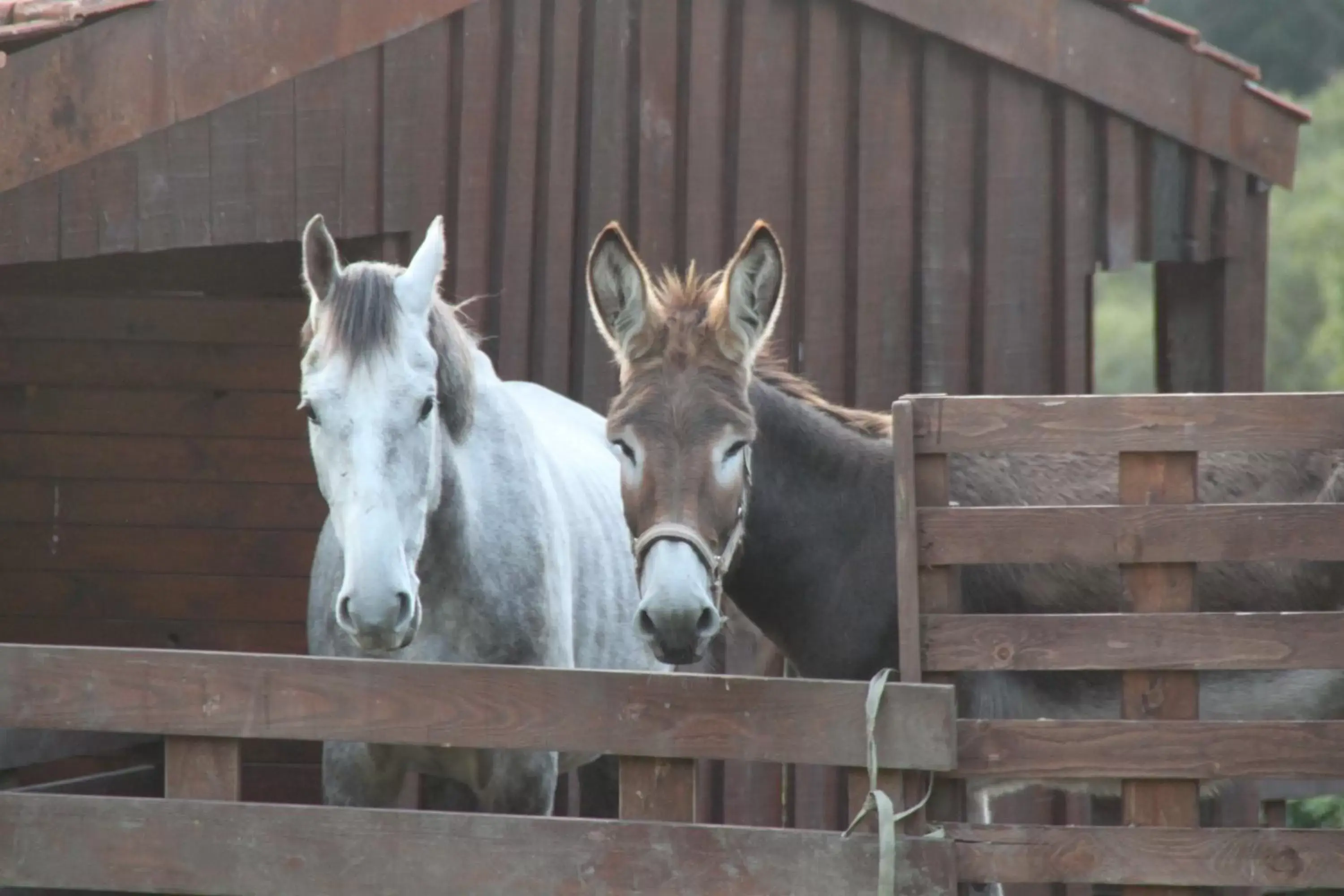 Animals, Other Animals in Hotel a Ecogranxa