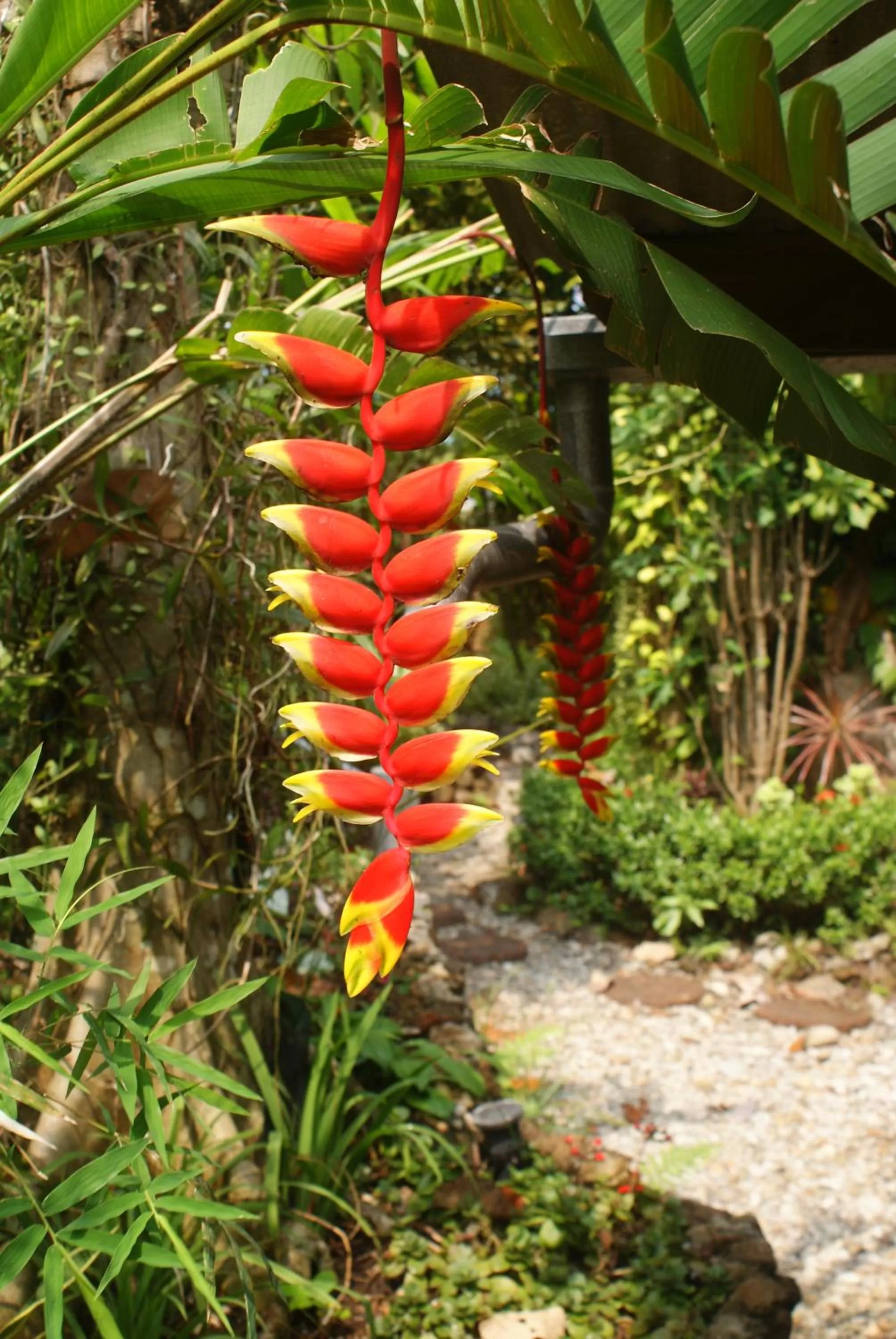 Garden in Rock Inn Bailan