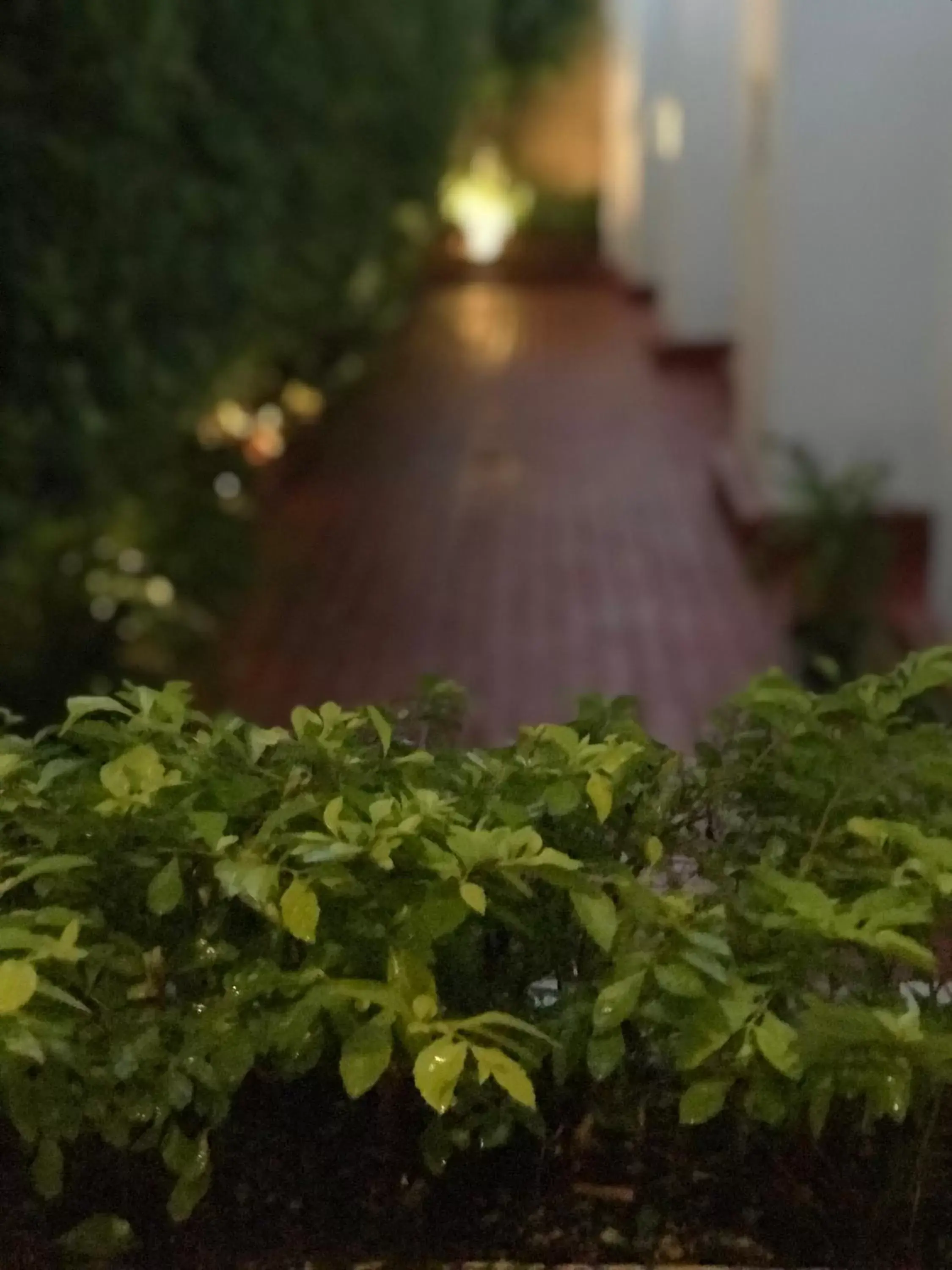 Balcony/Terrace, Garden in Hotel Emperador centro Guadalajara y Remodelado