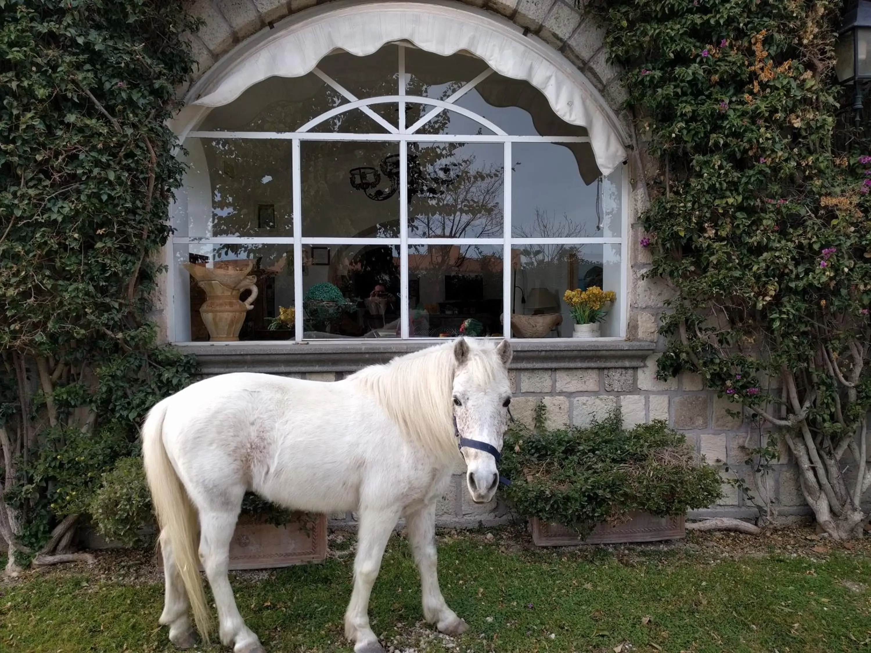 Horse-riding, Other Animals in Tenuta Villa Tara