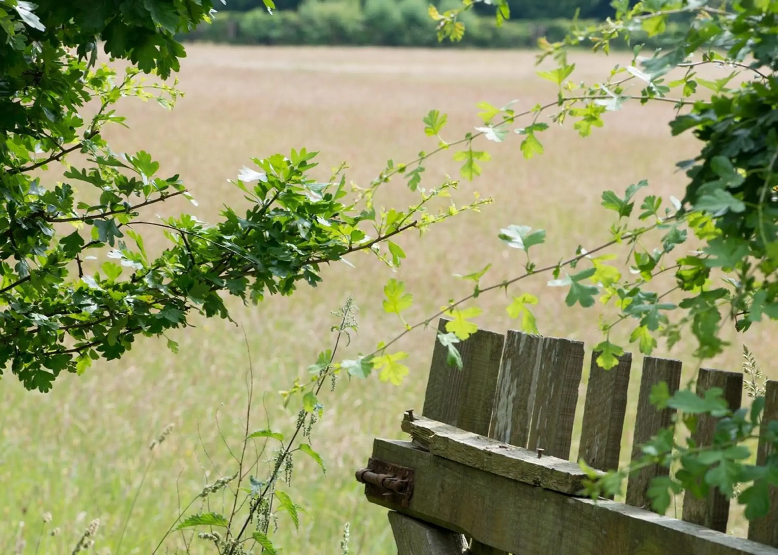 Natural landscape in Bartley Lodge Hotel