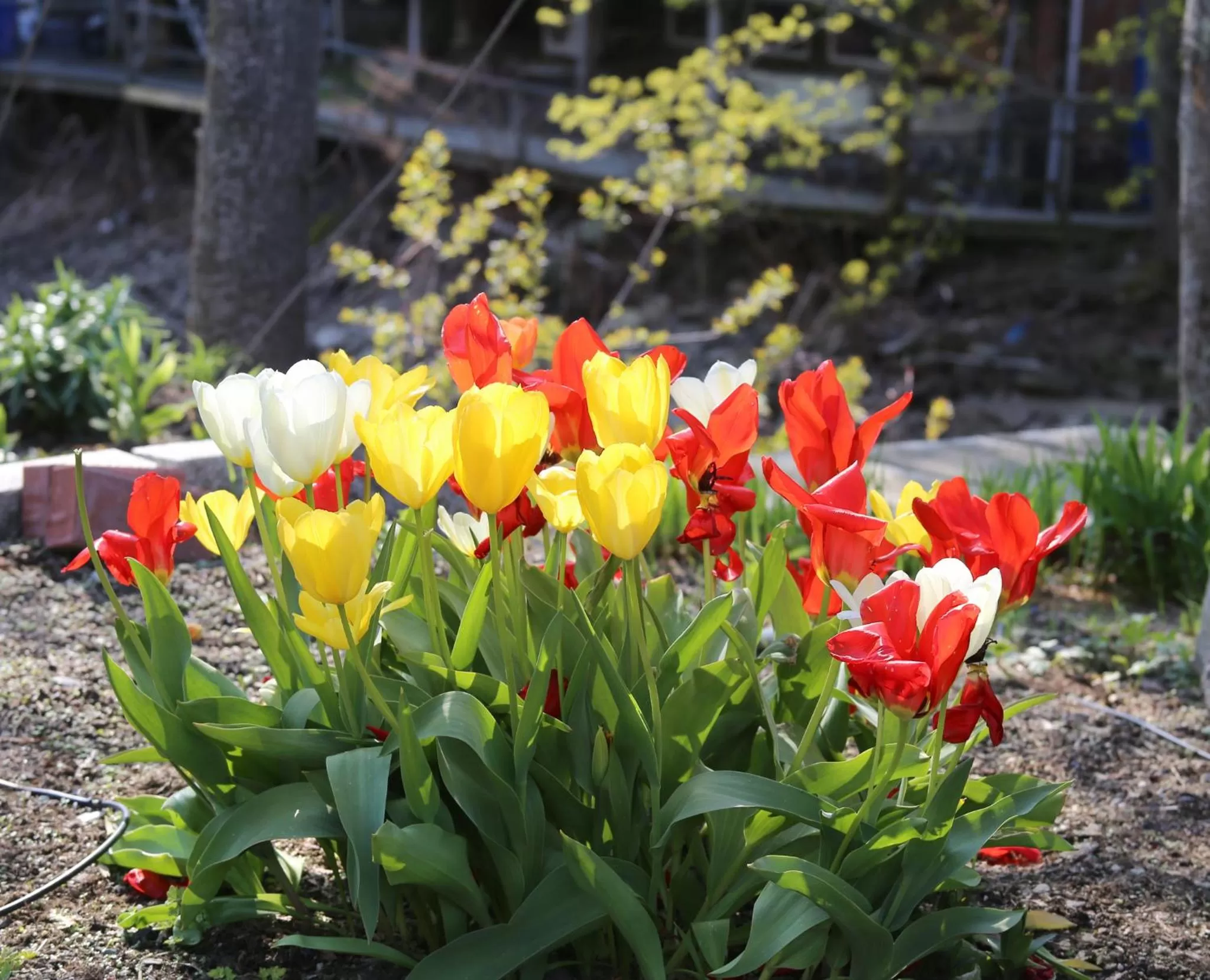 Spring in Camden Riverhouse Hotel and Inn