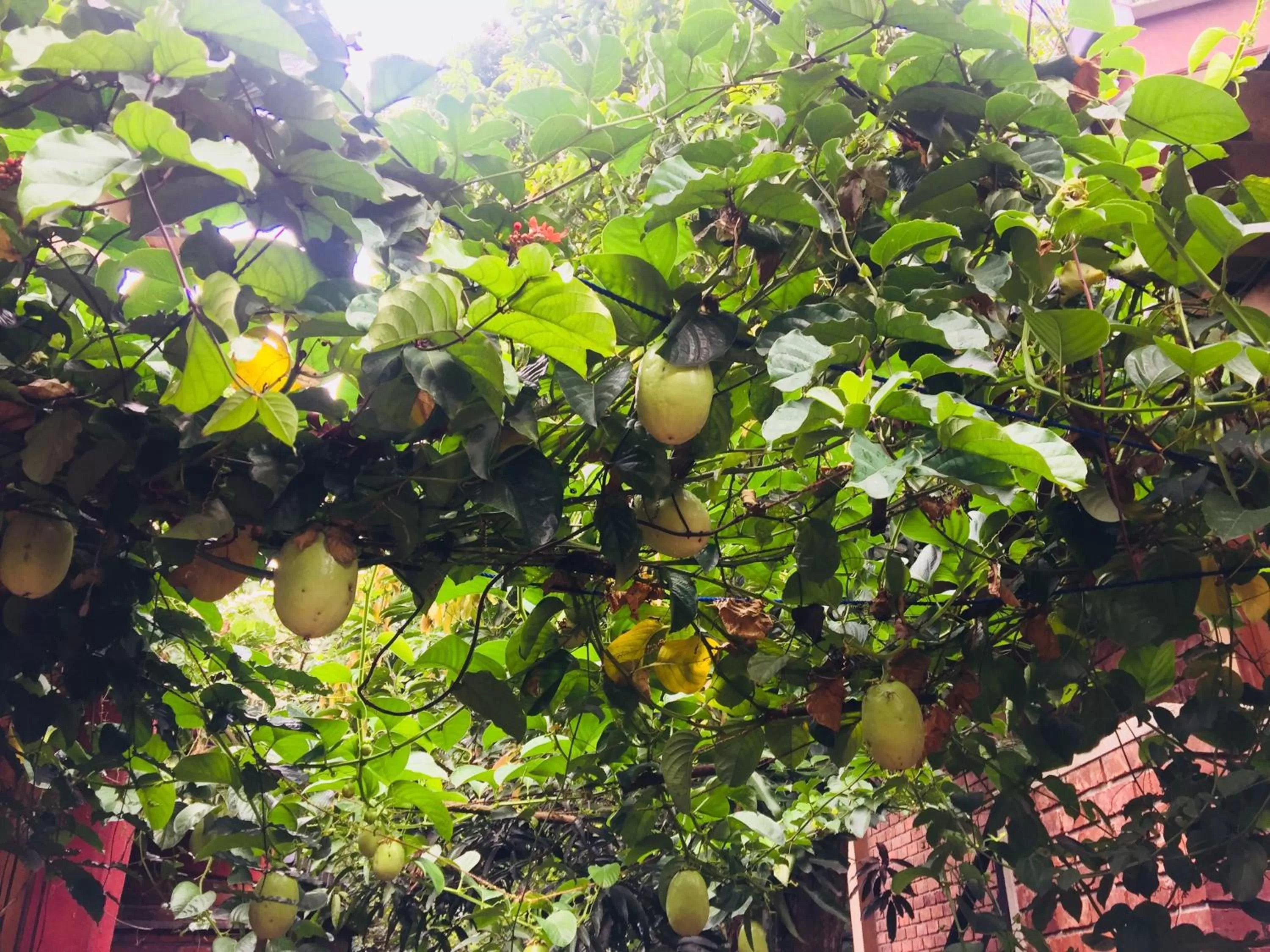 Garden in Veraima Kandy
