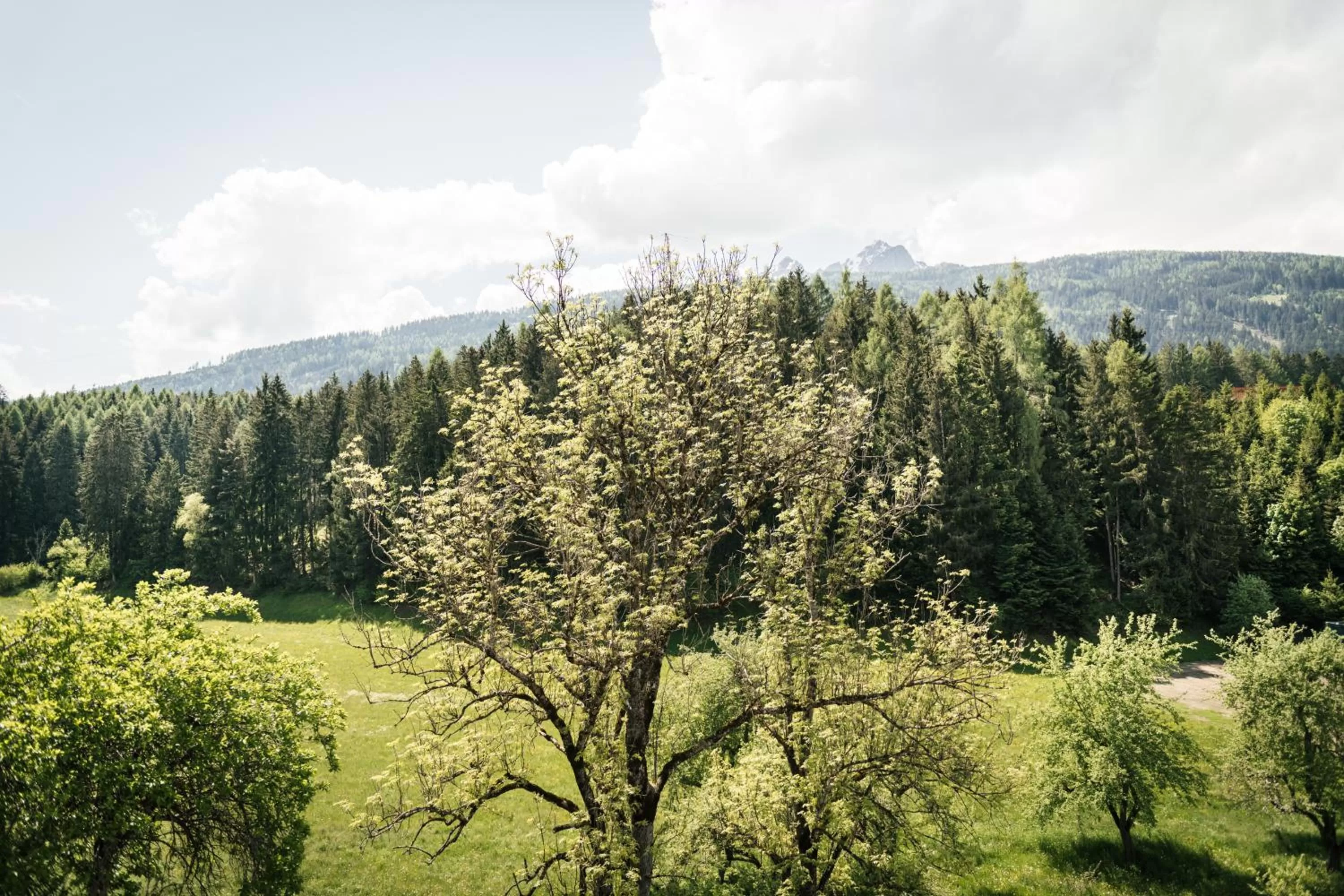 Natural landscape in Edenhauserhof