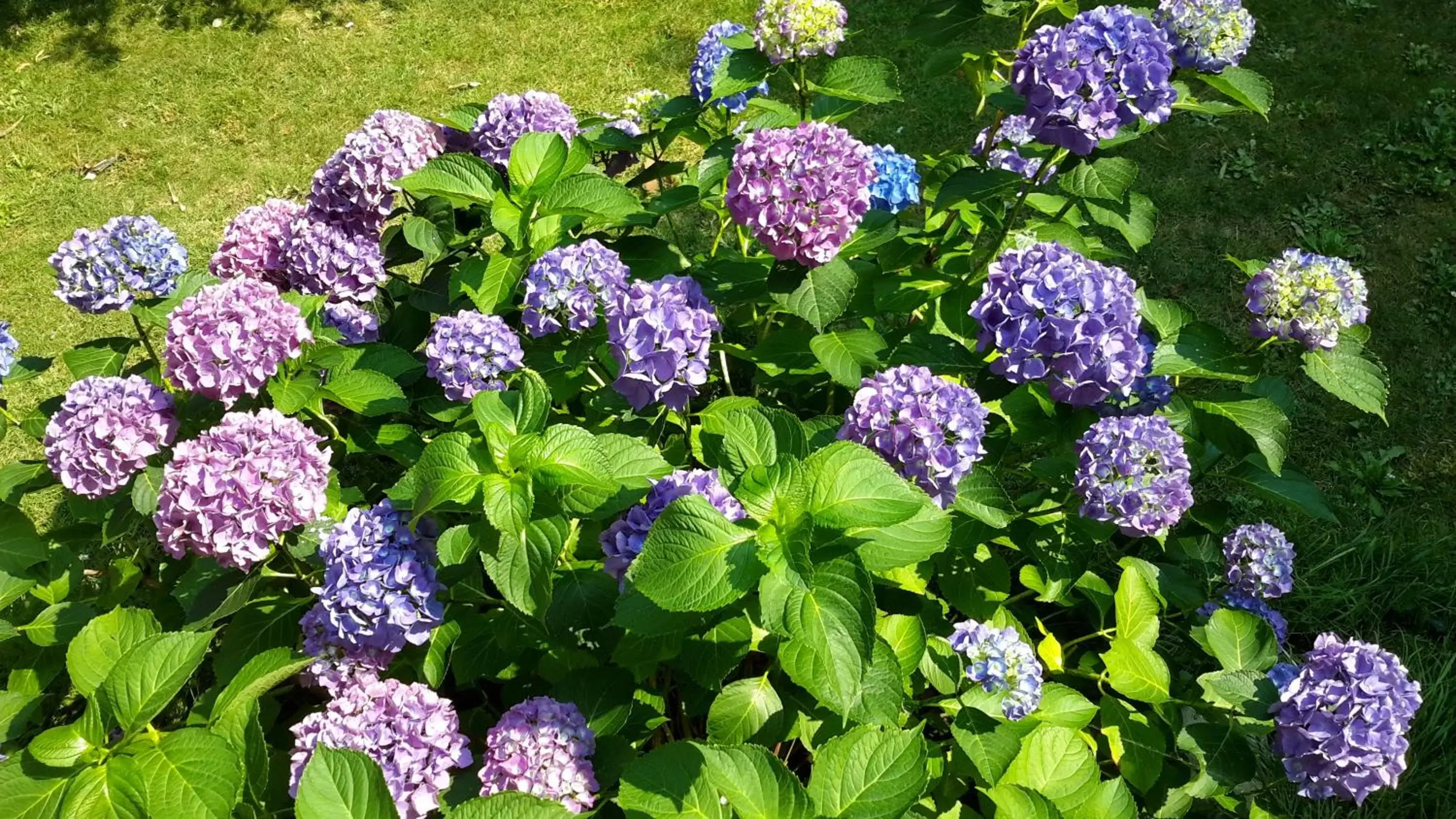 Time of day, Garden in B&B Il Glicine di Basiglio