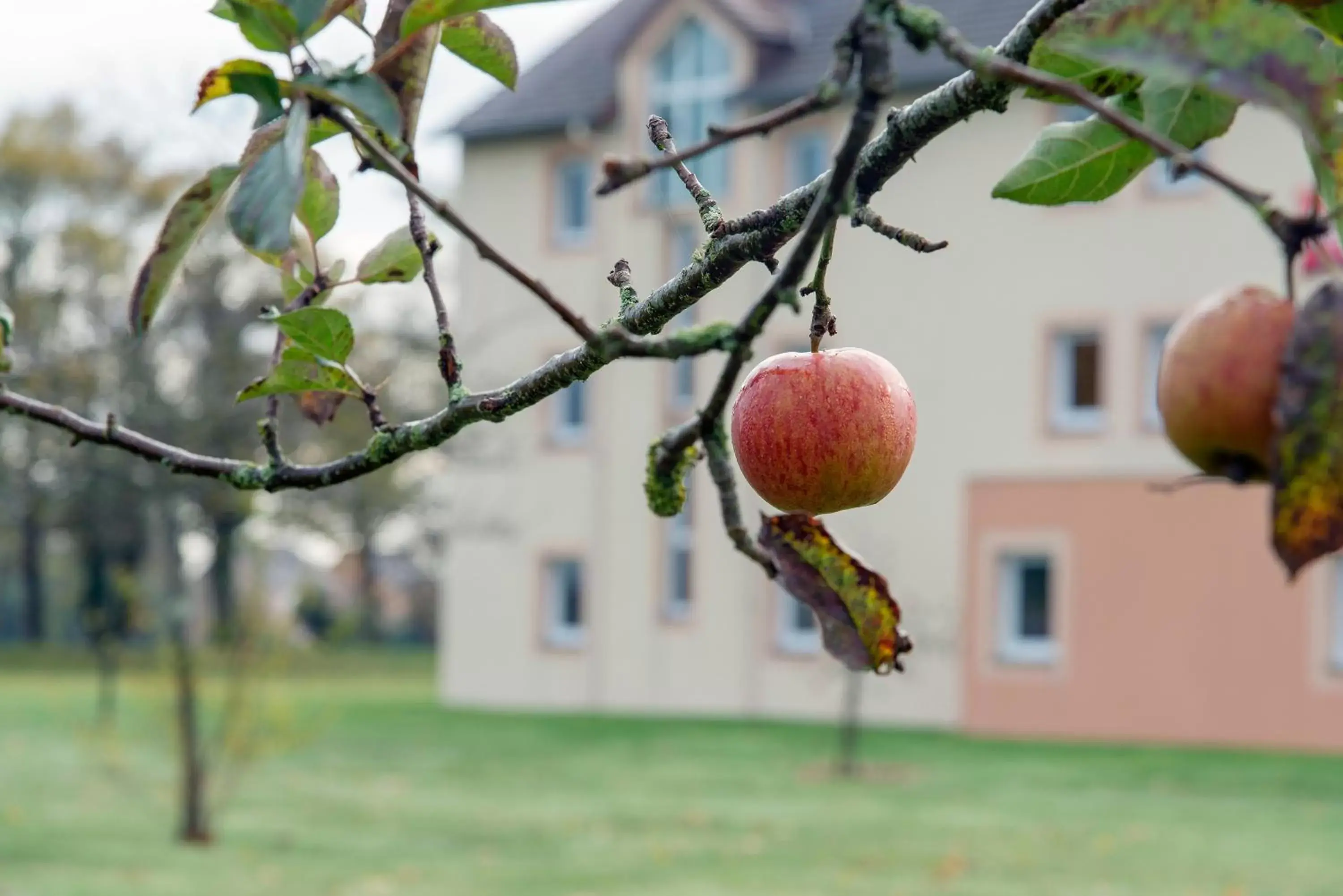 Garden view in ibis Falaise Coeur de Normandie