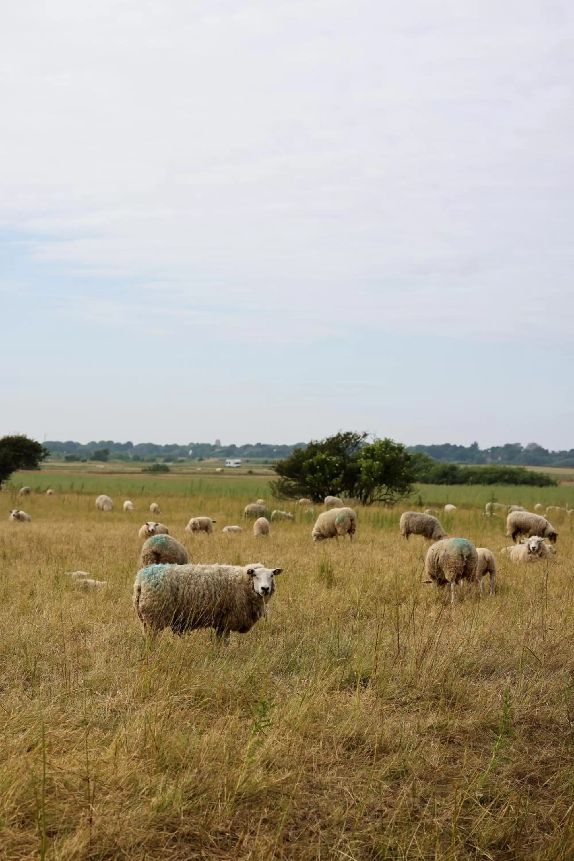 Animals in Mimosa Hotel
