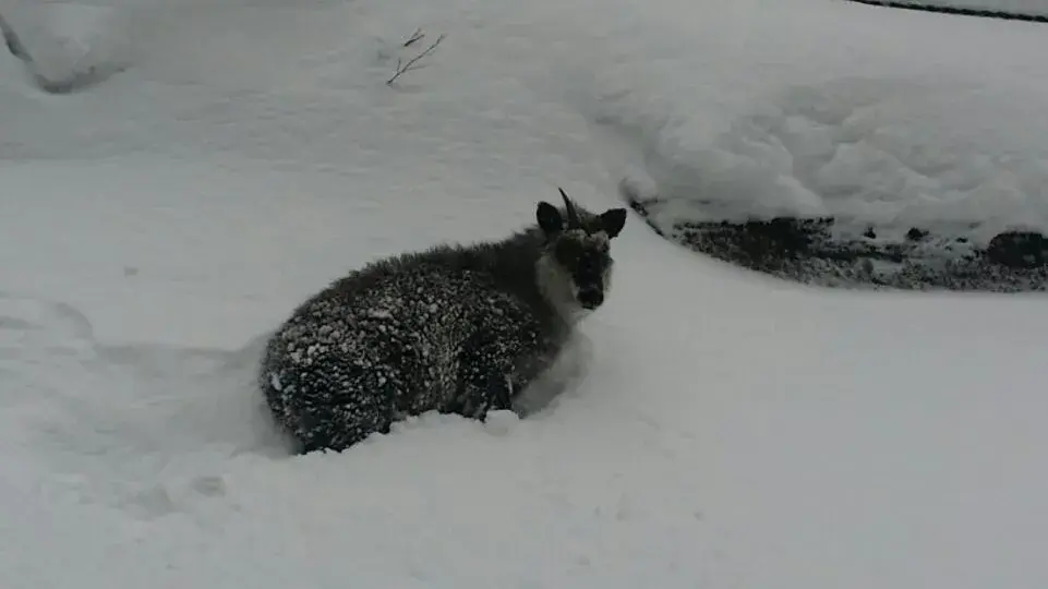 Winter in Tenjin Lodge