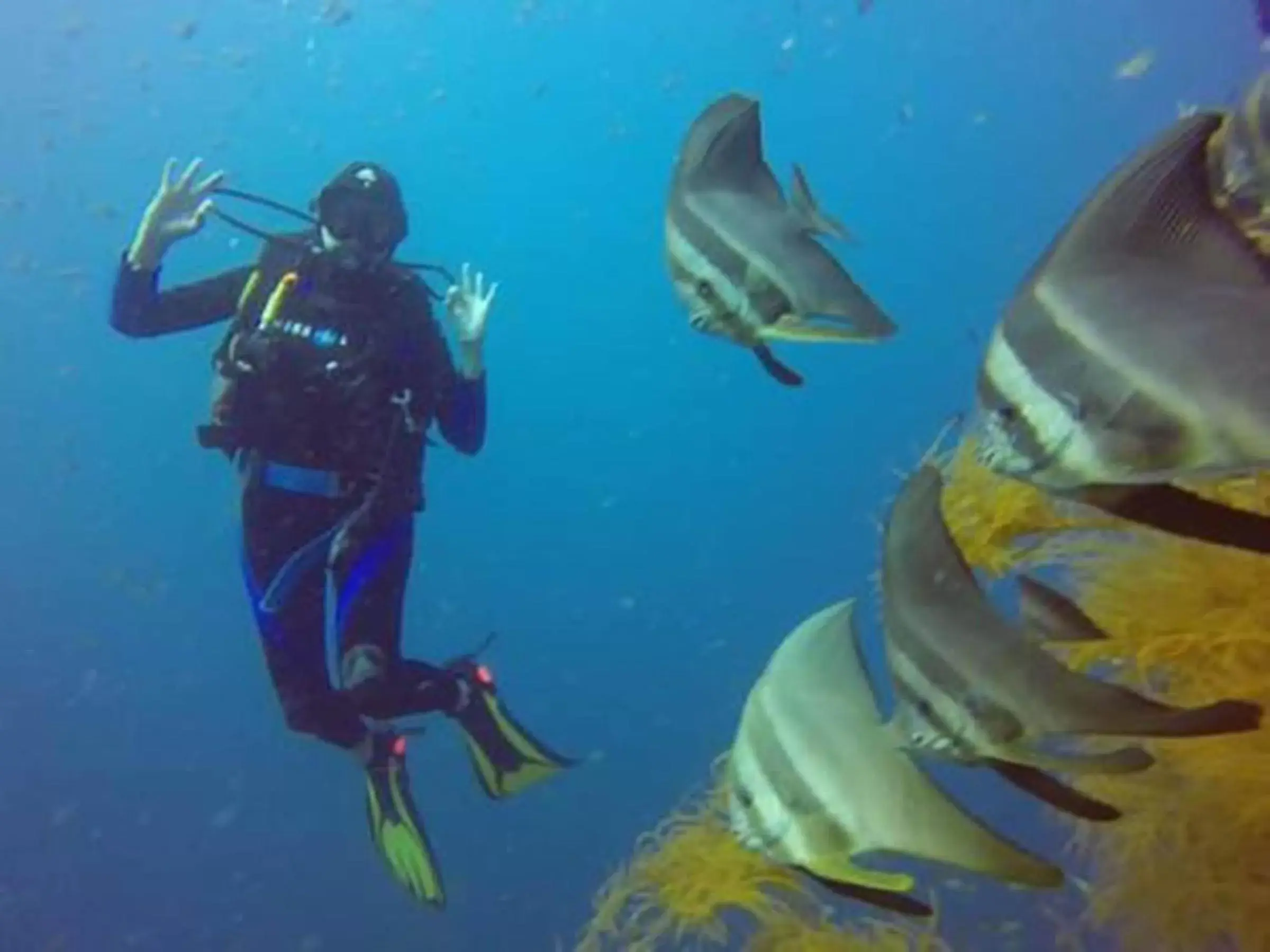 Diving, Snorkeling/Diving in Chindonan Dive Resort