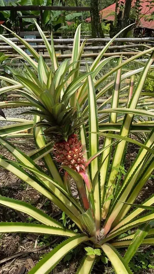 Garden, Other Animals in Argovia Finca Resort