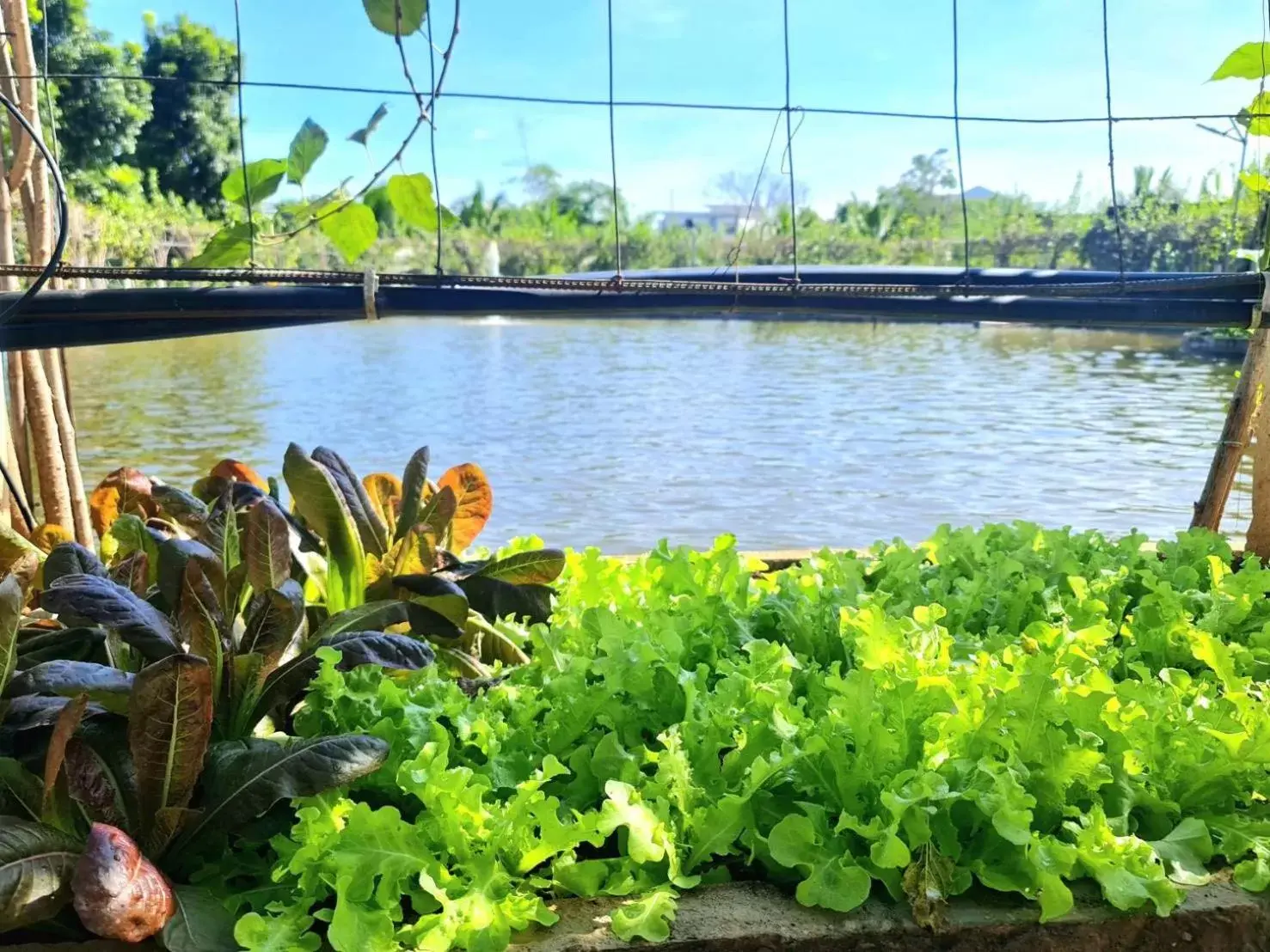 Garden in Aisana Hotel Korat