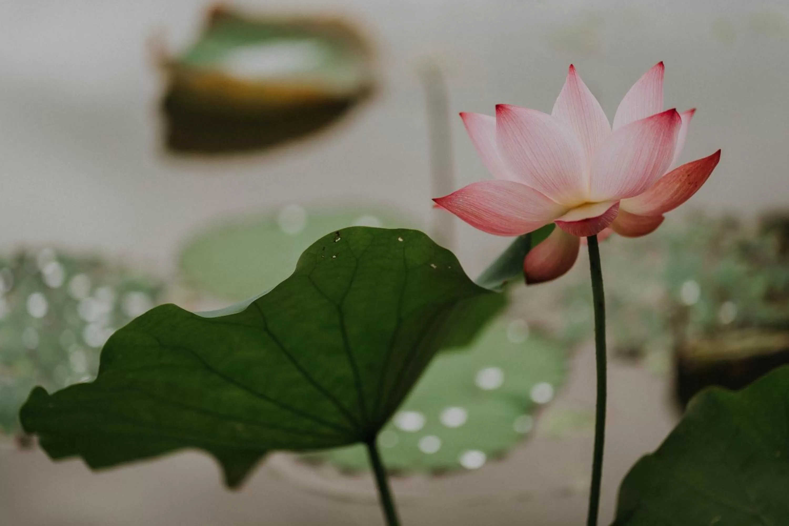 Lake view in Aravinda Resort Ninh Binh