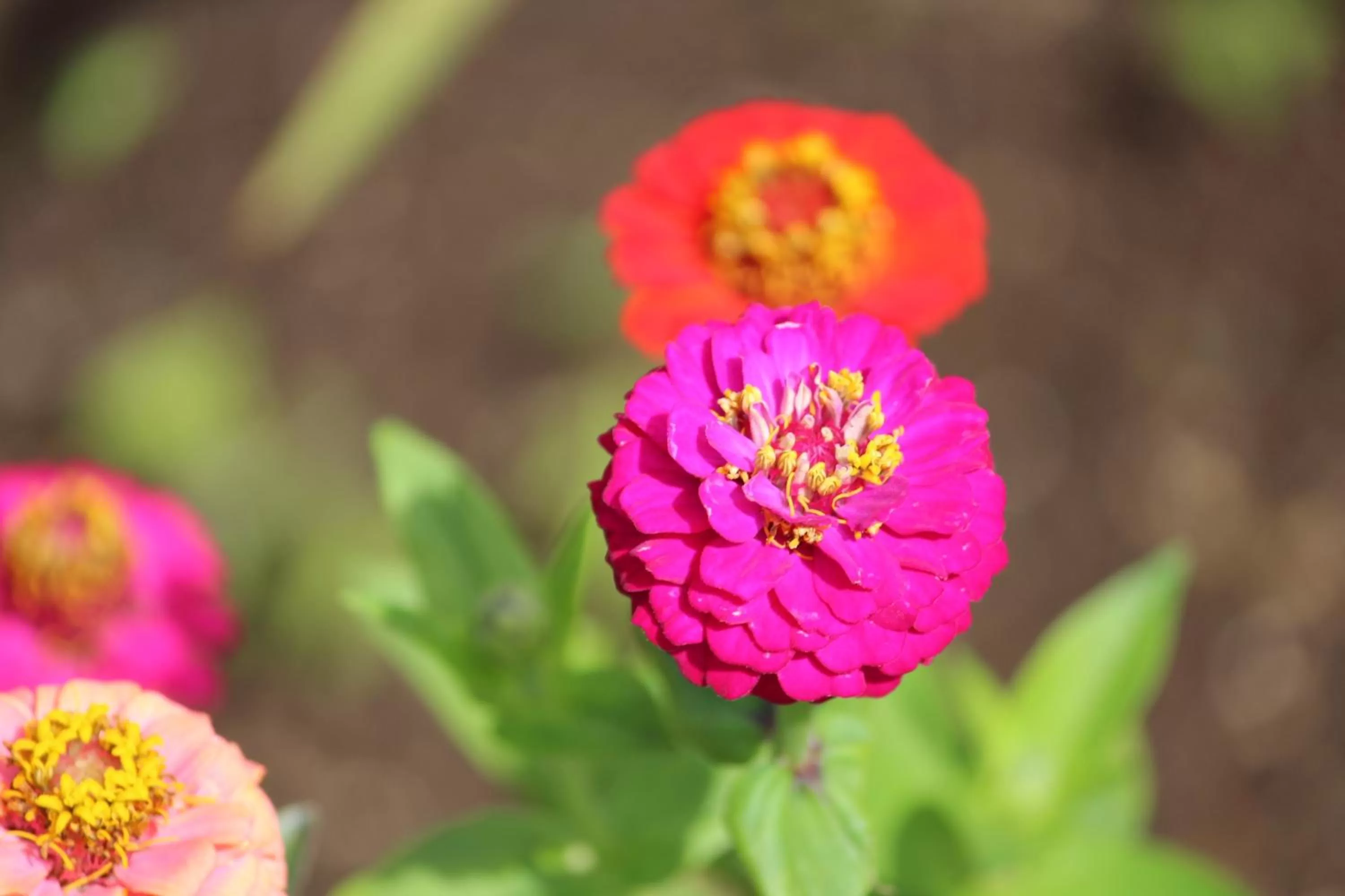 Garden, Food in Hotel Boutique Casa Werner