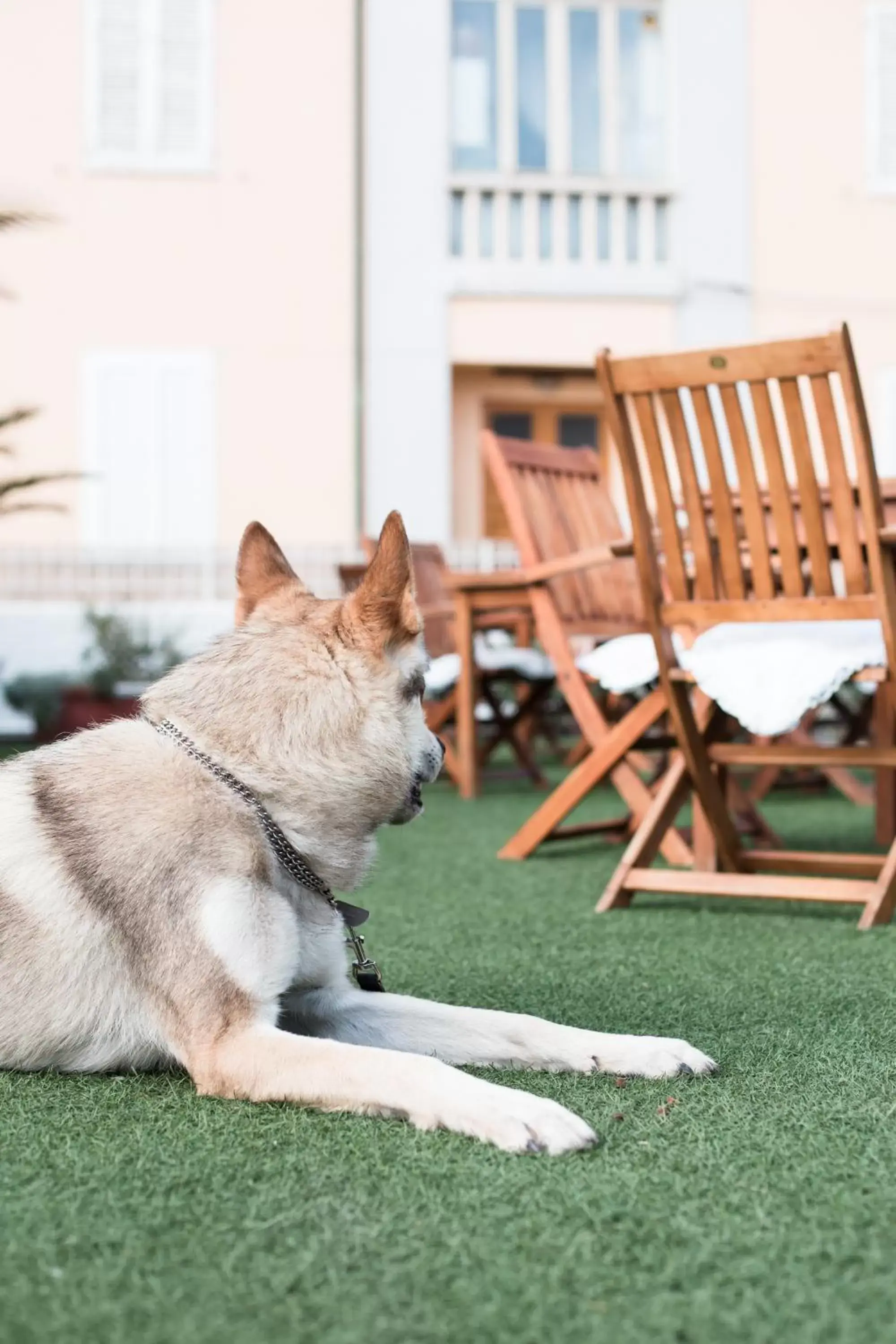 Pets in Residenza Santa Cecilia