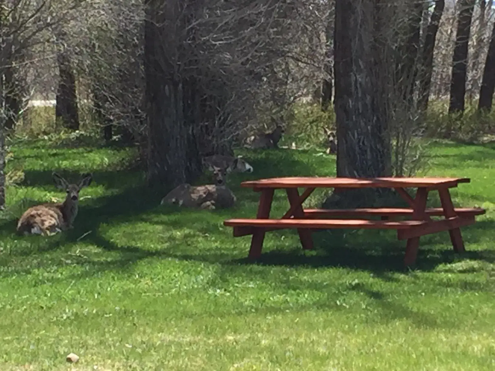 Garden in Teton Valley Cabins