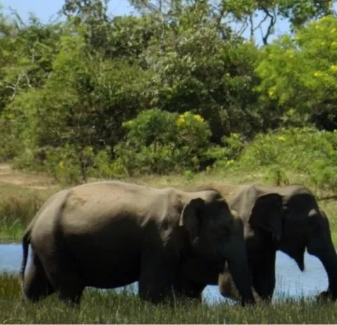 Jayasinghe Holiday Resort