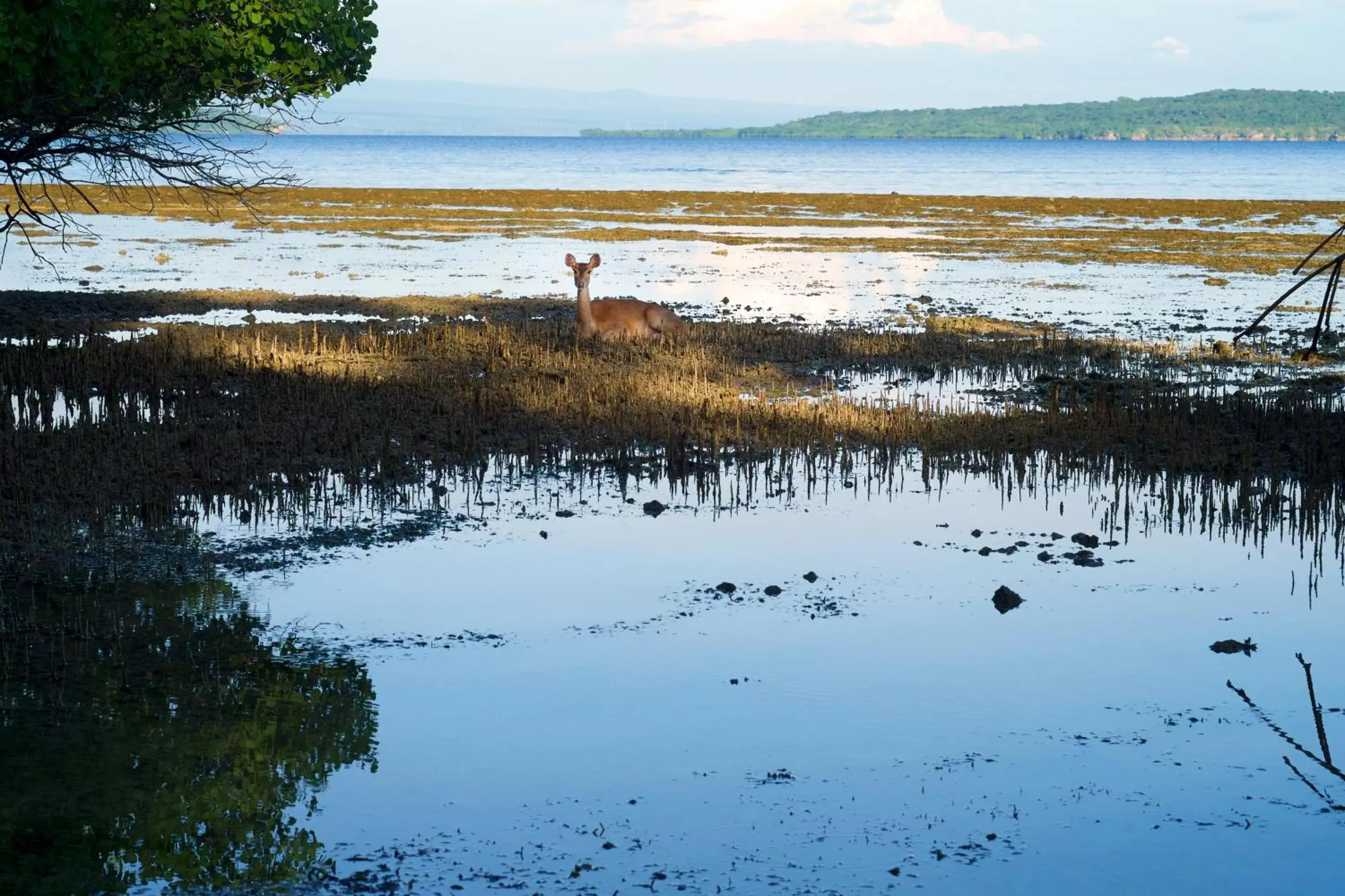 Natural landscape, Beach in Plataran Menjangan Resort and Spa - CHSE Certified