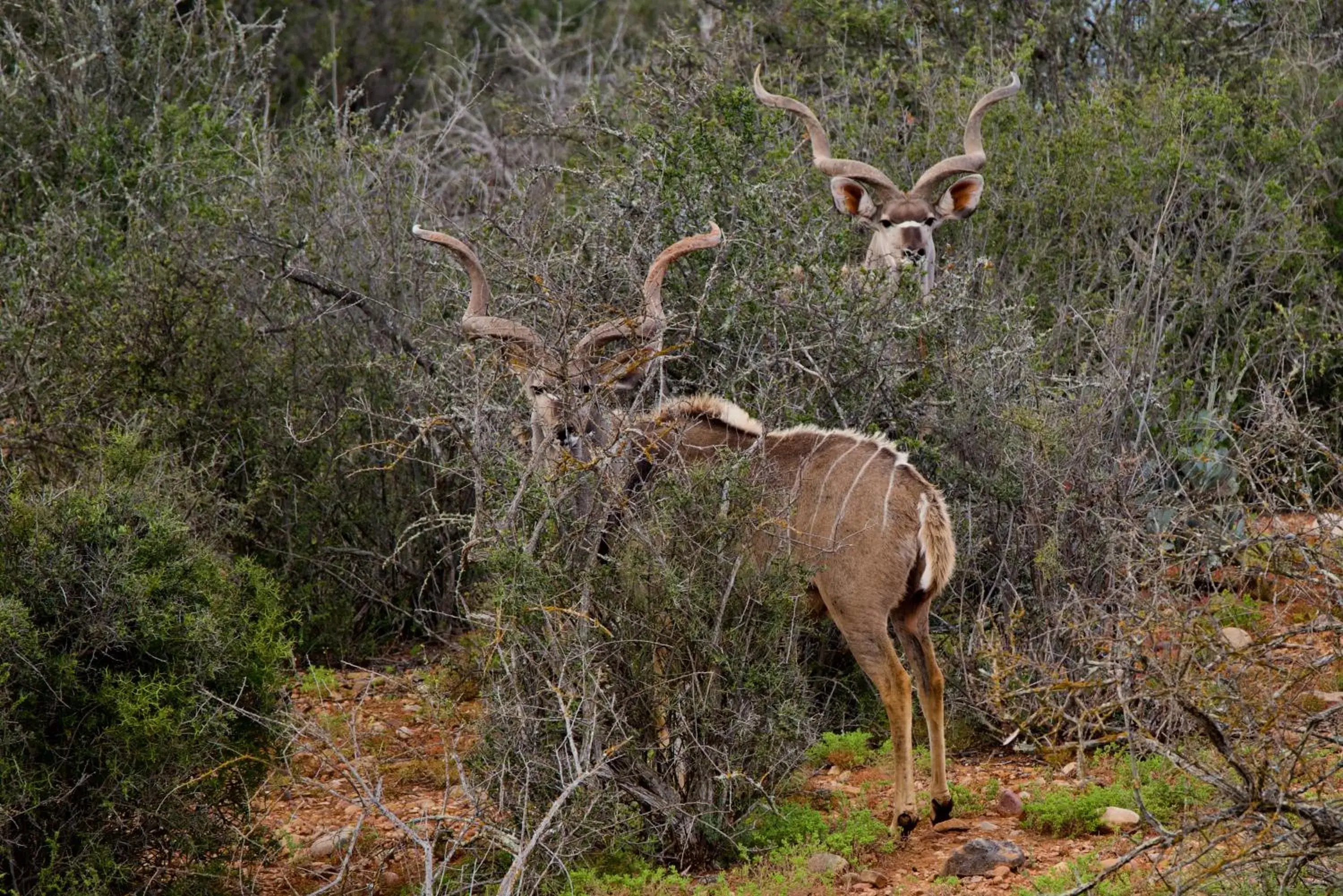 Animals, Other Animals in Buffelsdrift Game Lodge