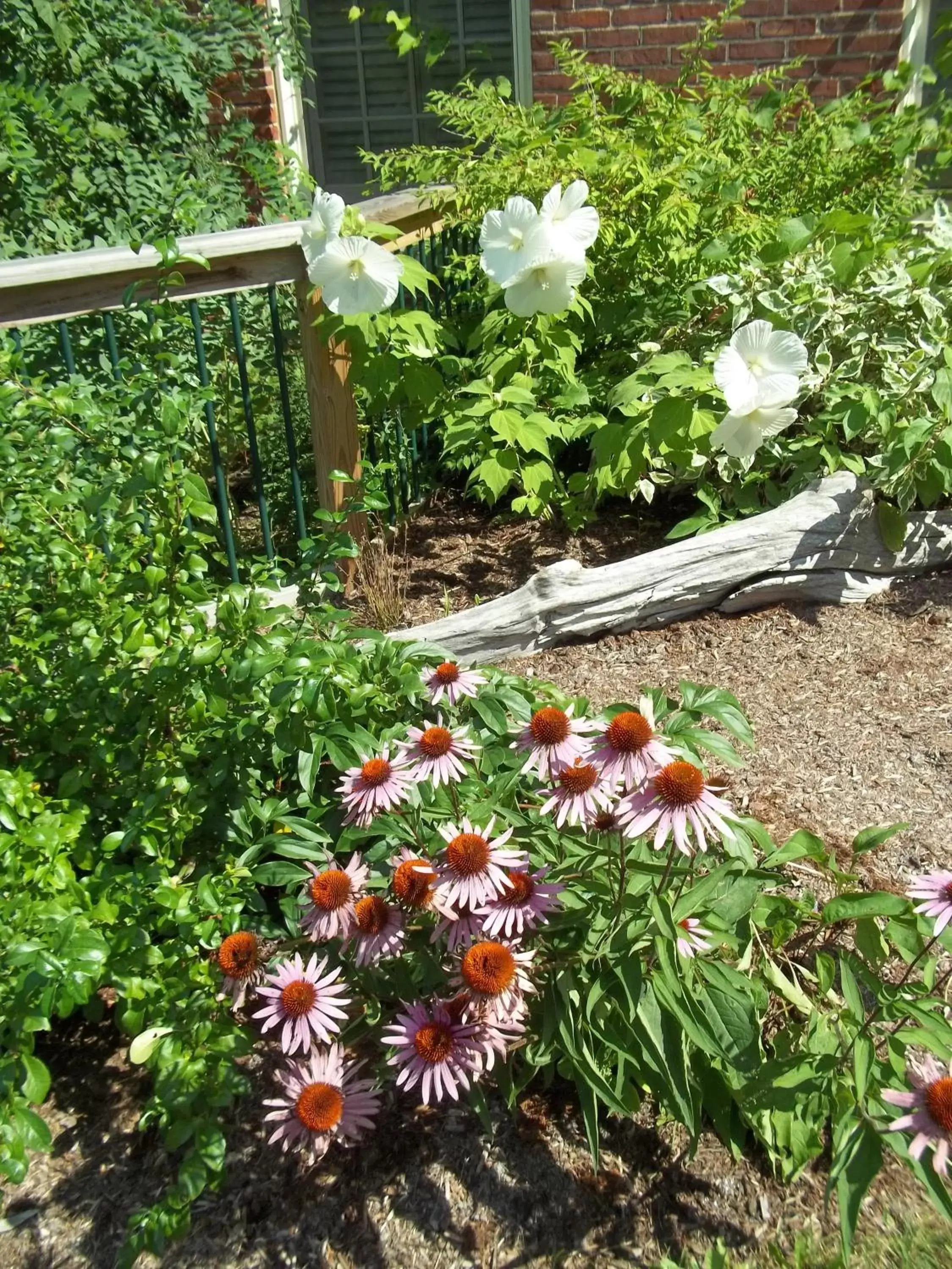 Summer, Garden in The Common Man Inn & Restaurant