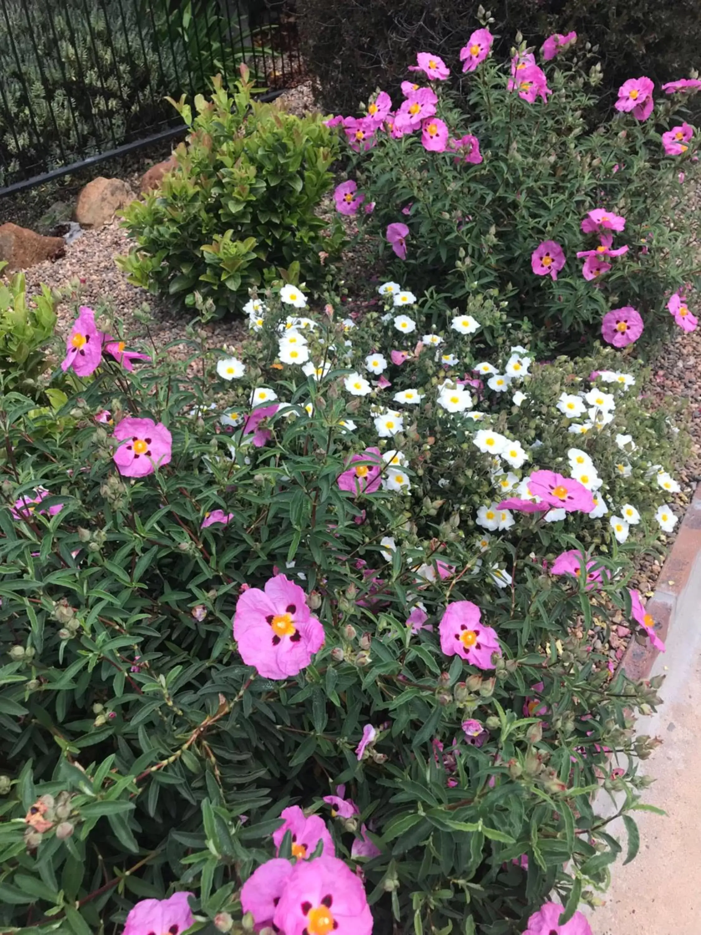 Garden in Hideaway Motor Inn