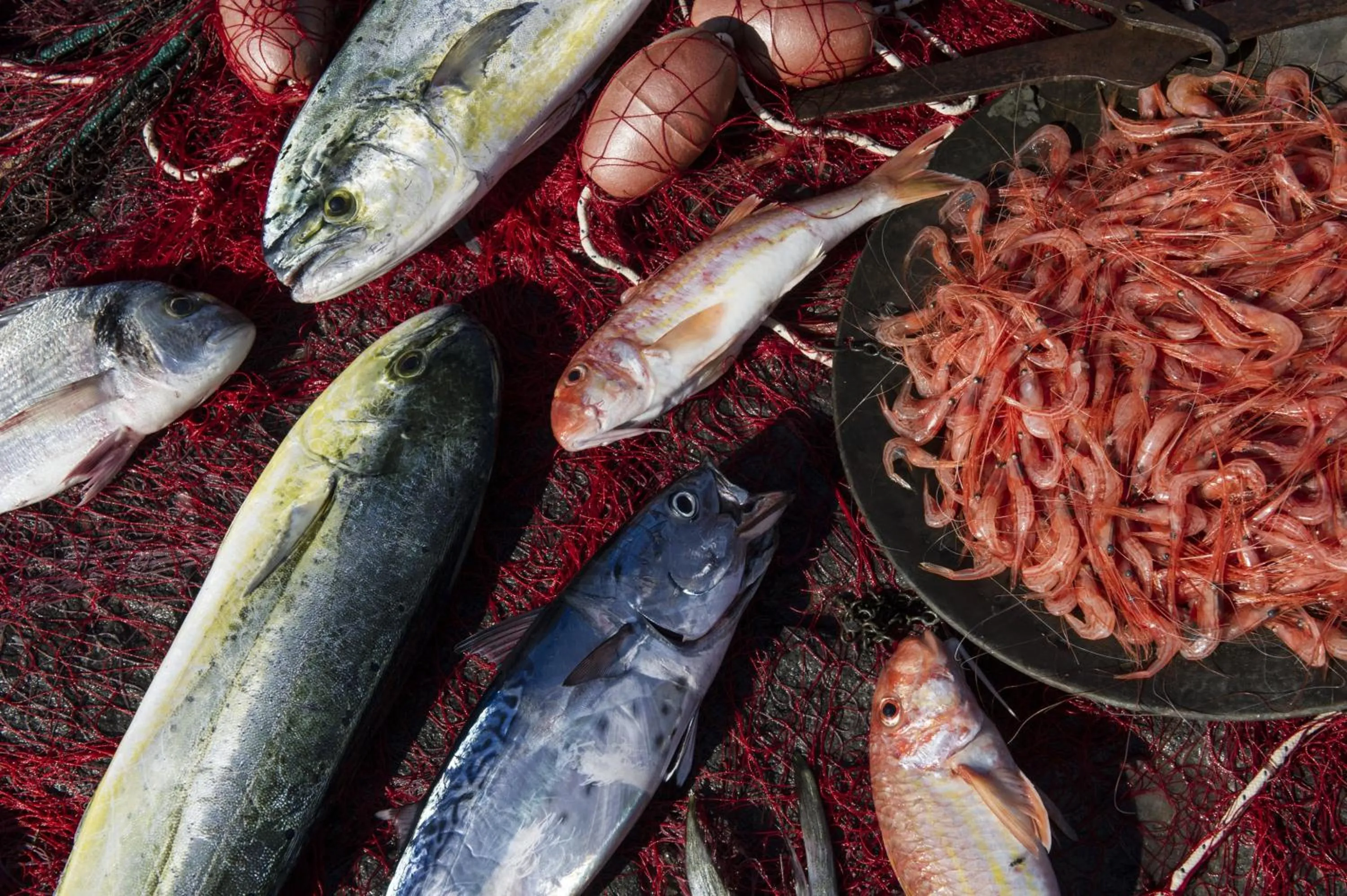 Food and drinks in Hotel Villa Ducale