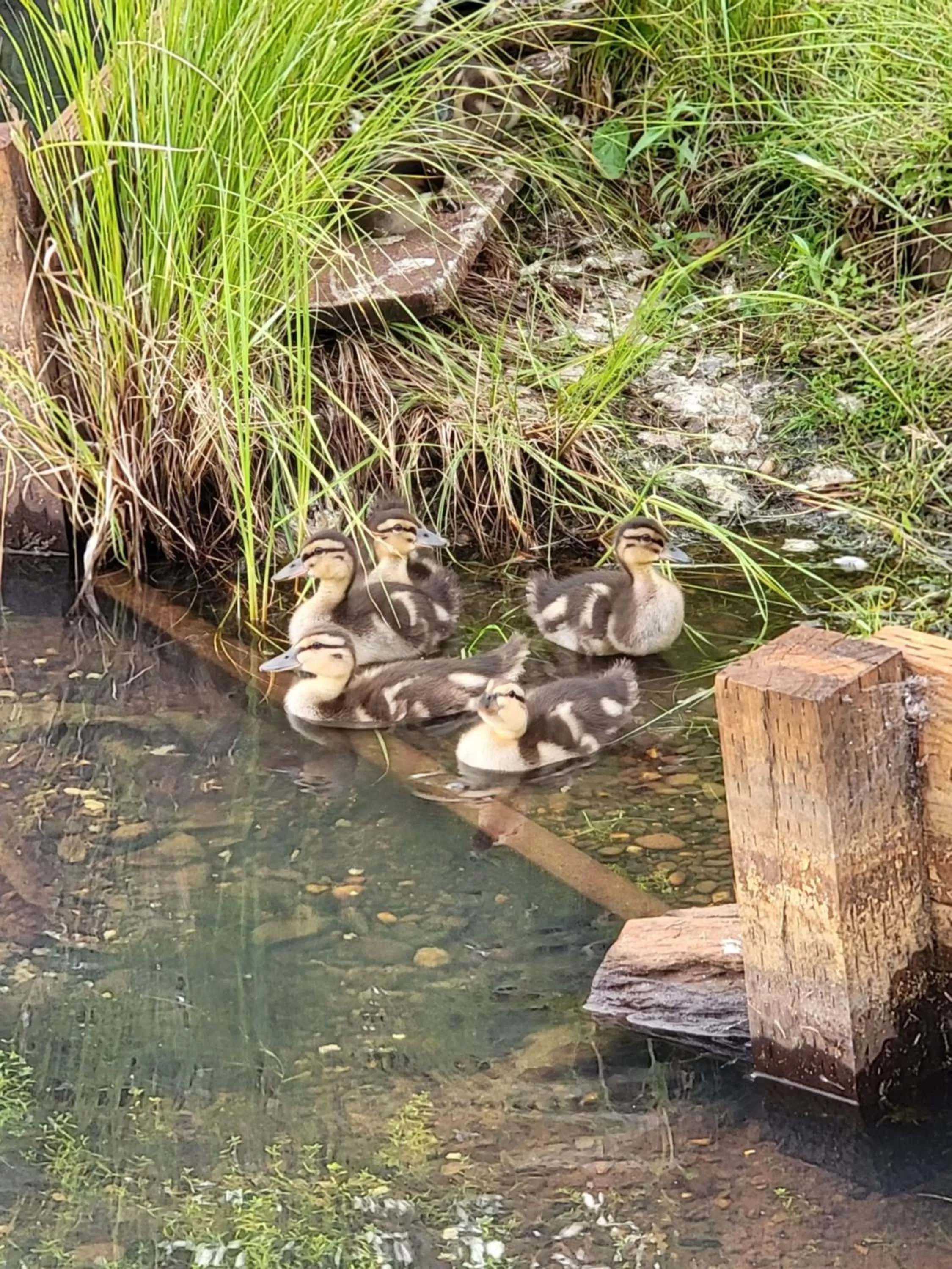 Other Animals in Alaska Grizzly Lodge