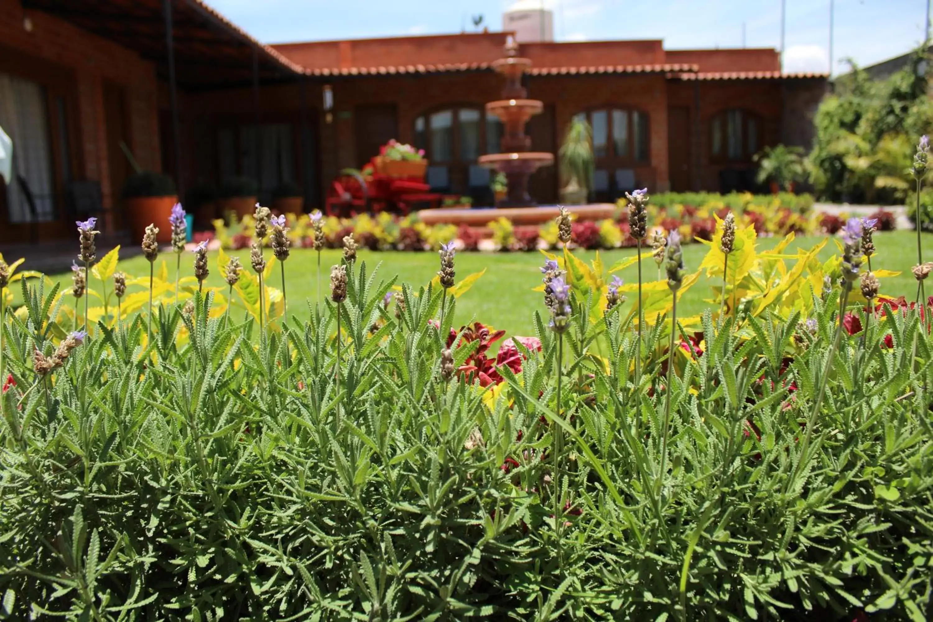 Garden in Hotel Boutique La Herencia