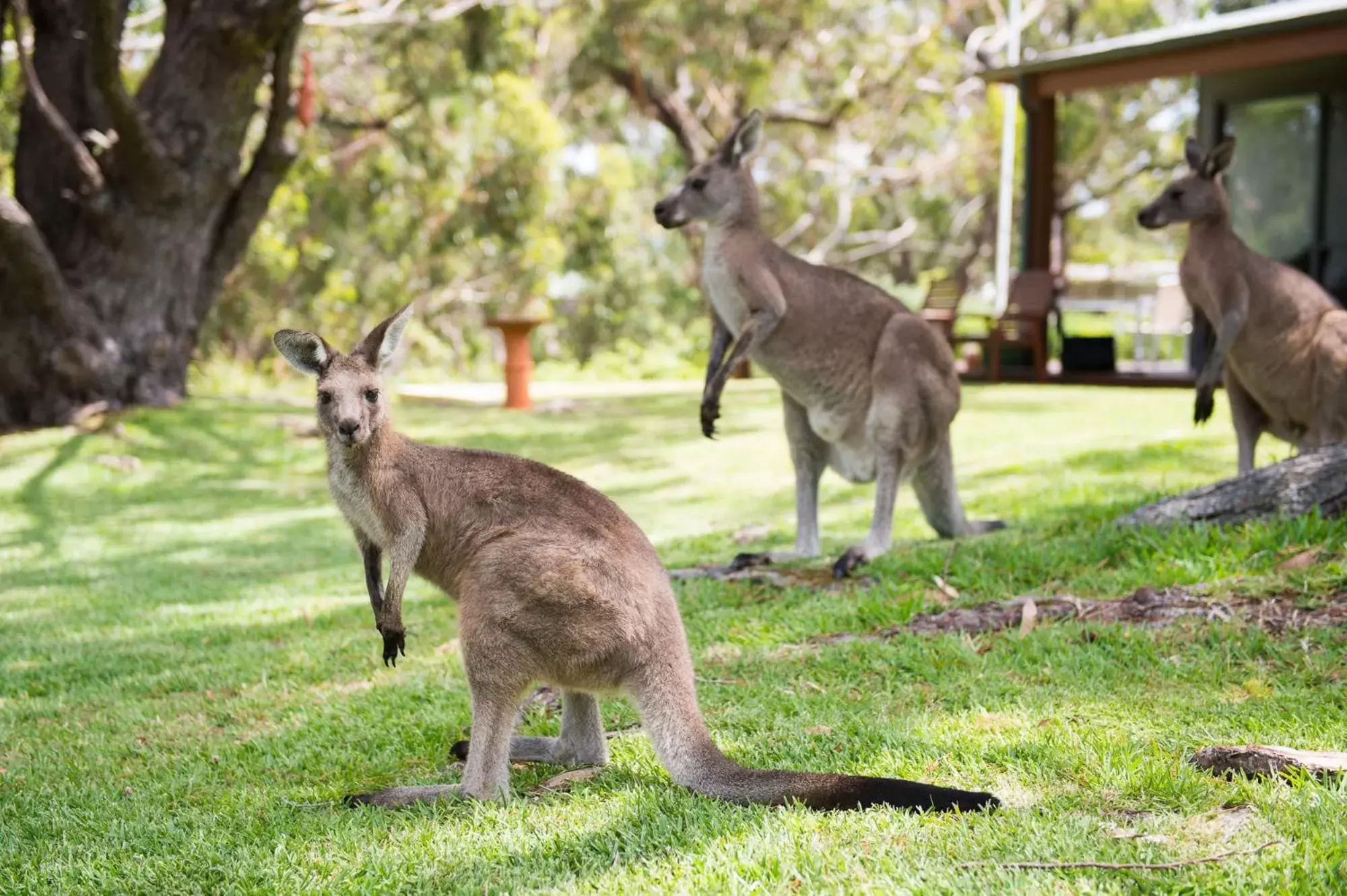 Other Animals in By the Beach B&B Self Contained Apartments