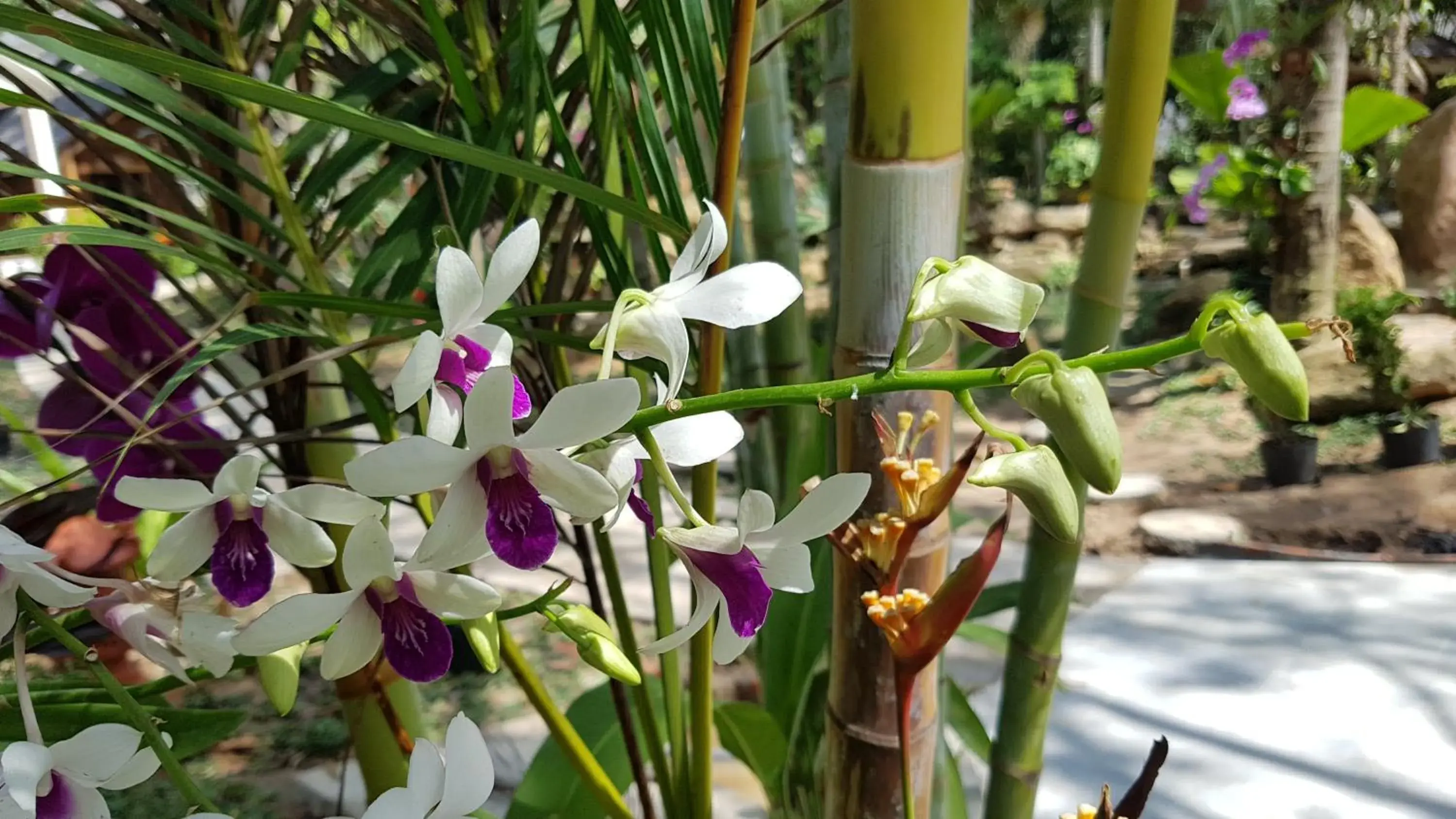 Natural landscape in Coco Palm Beach Resort & Spa