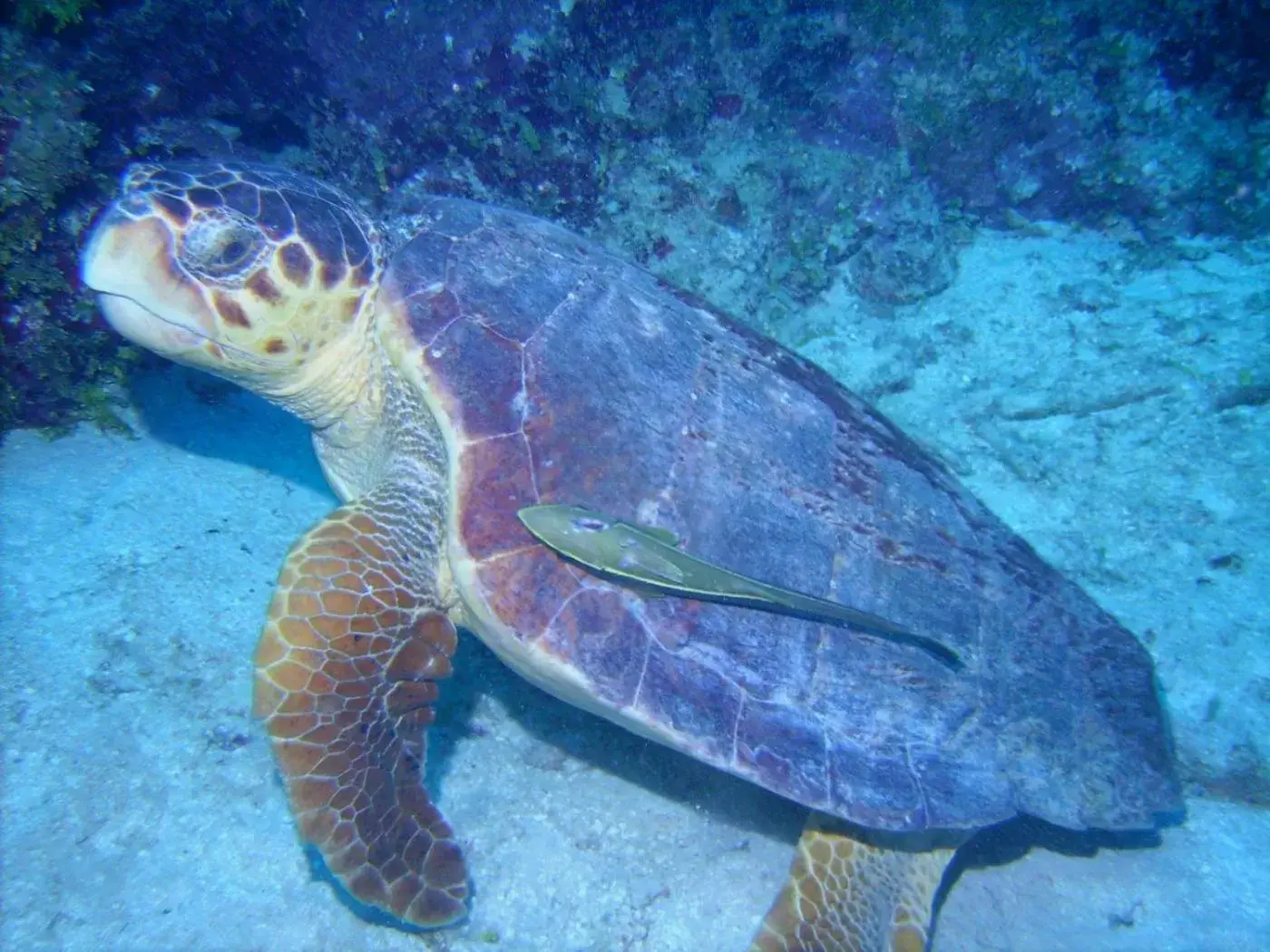 Other Animals in Nah Uxibal Villa and Casitas