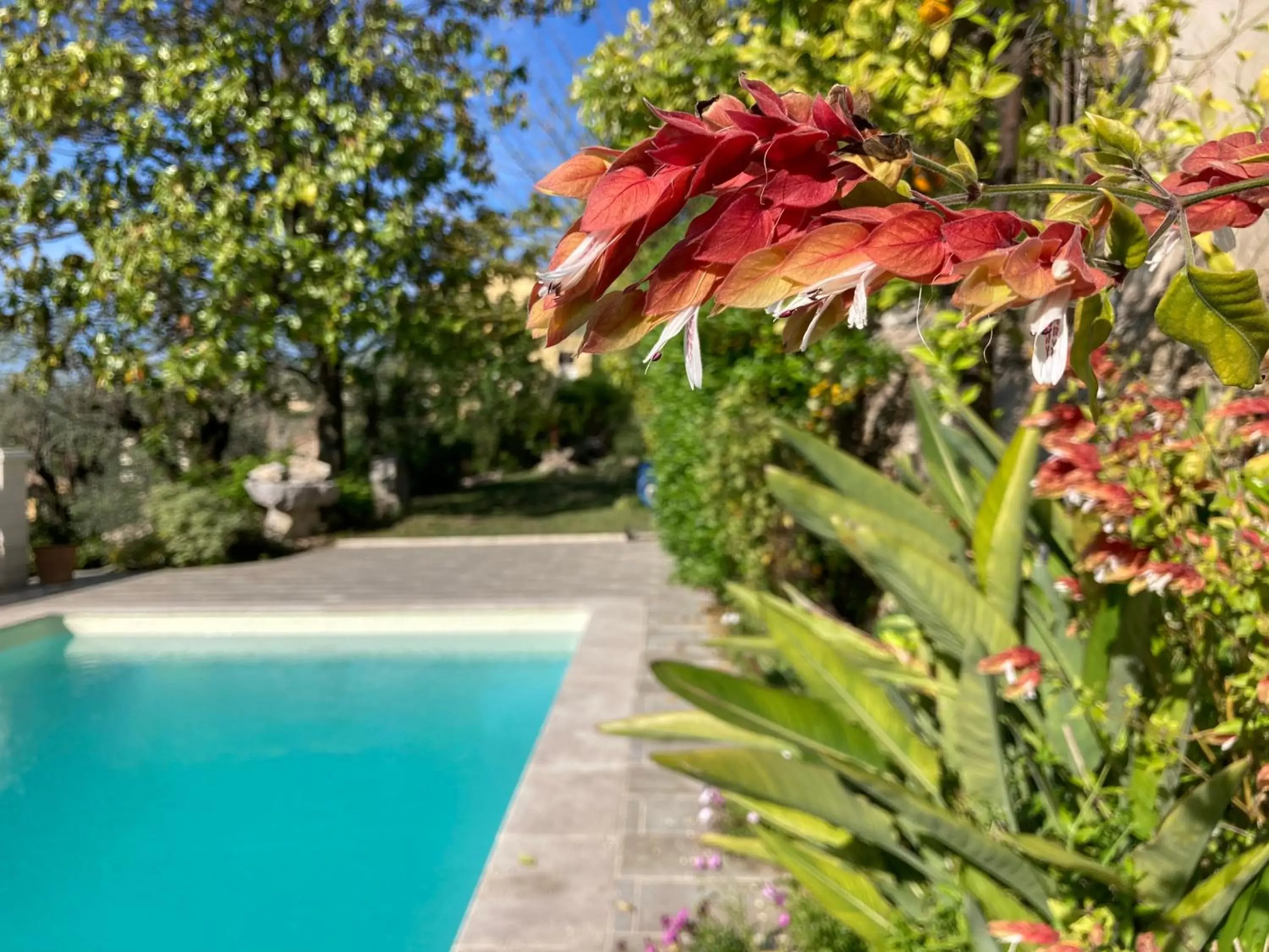 Garden, Swimming Pool in les petites terrasses