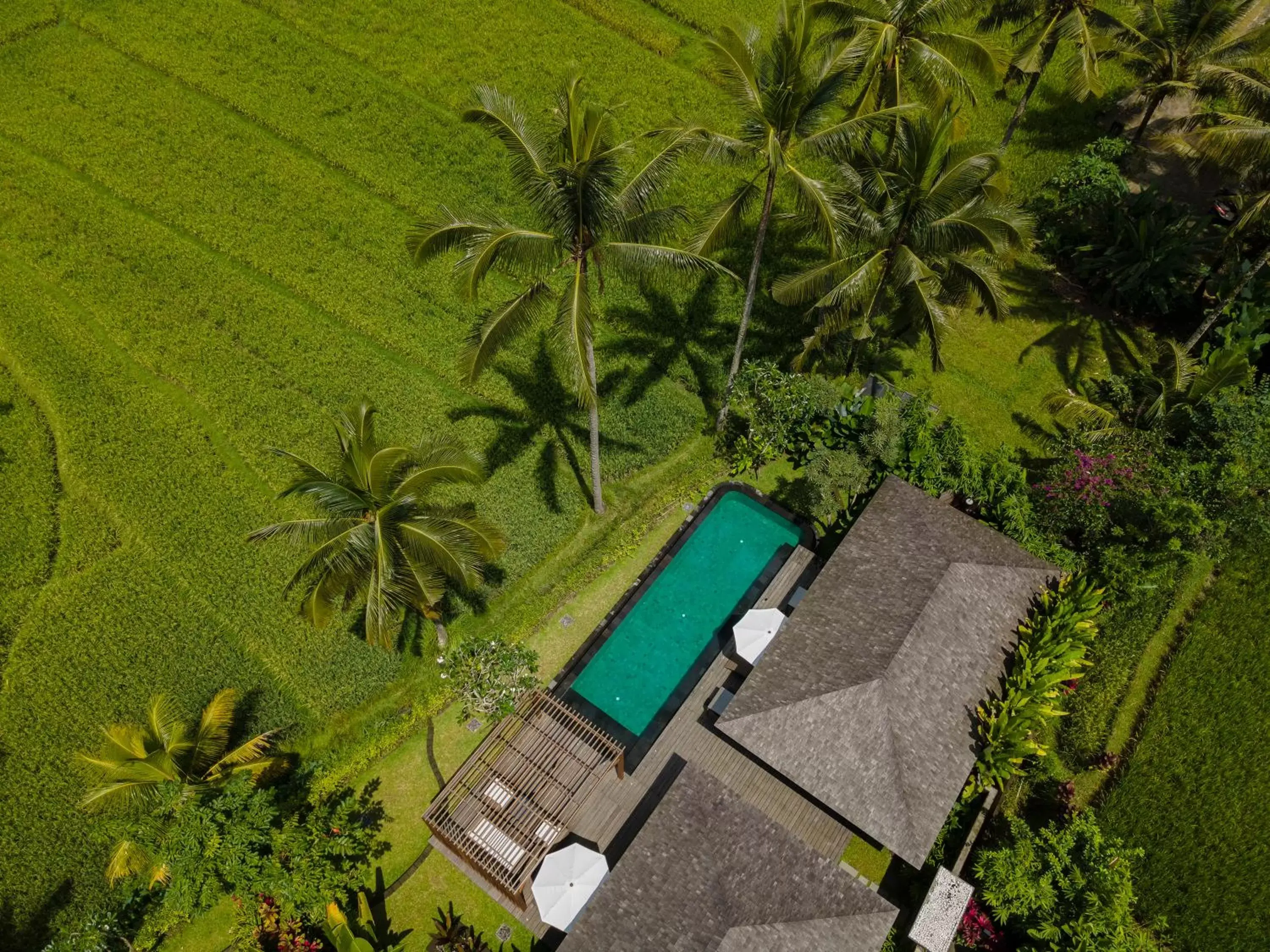 Swimming pool in Kappa Senses Ubud Swimming pool in Kappa Senses Ubud