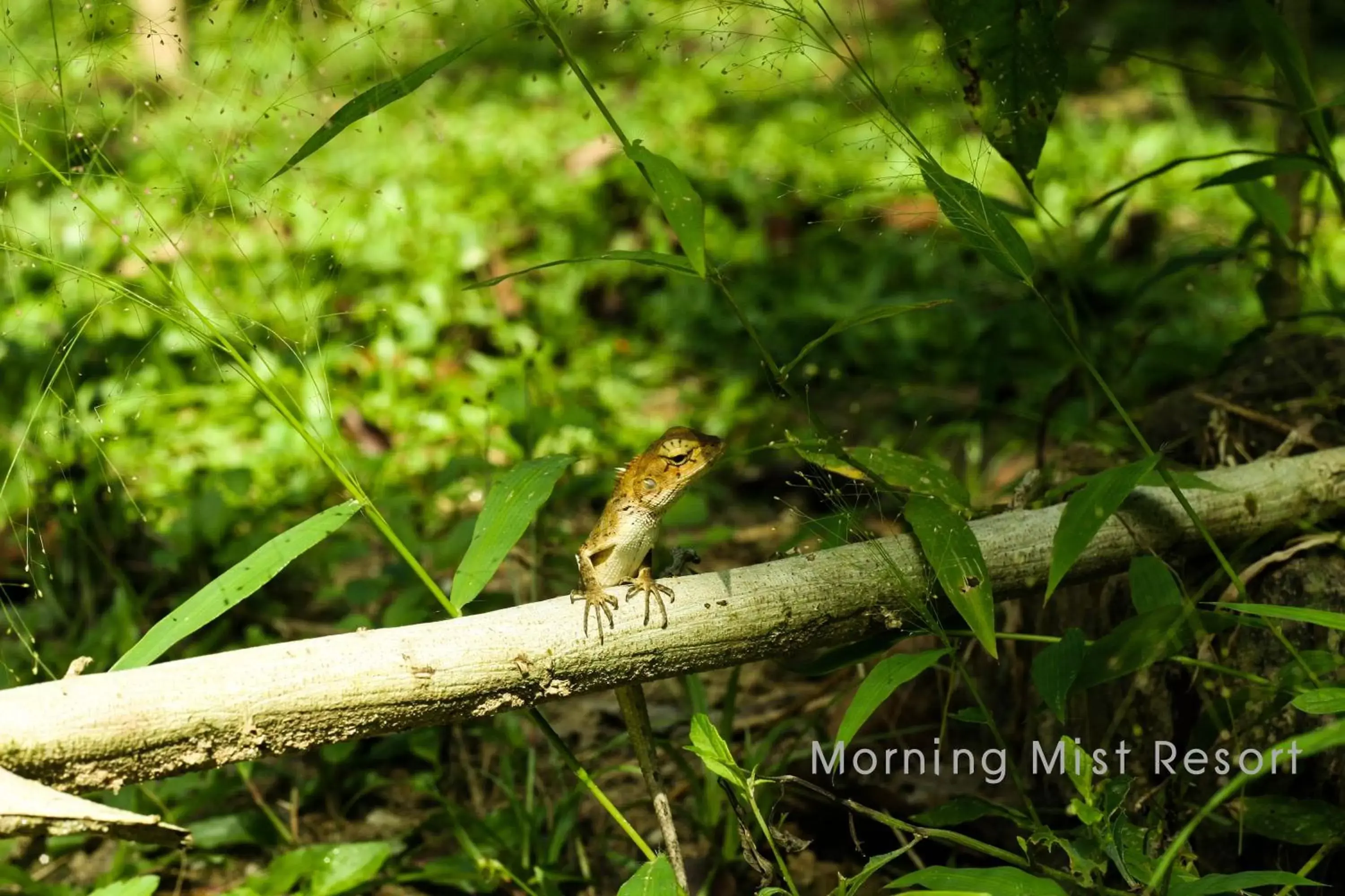 Day, Other Animals in Khao Sok Morning Mist Resort