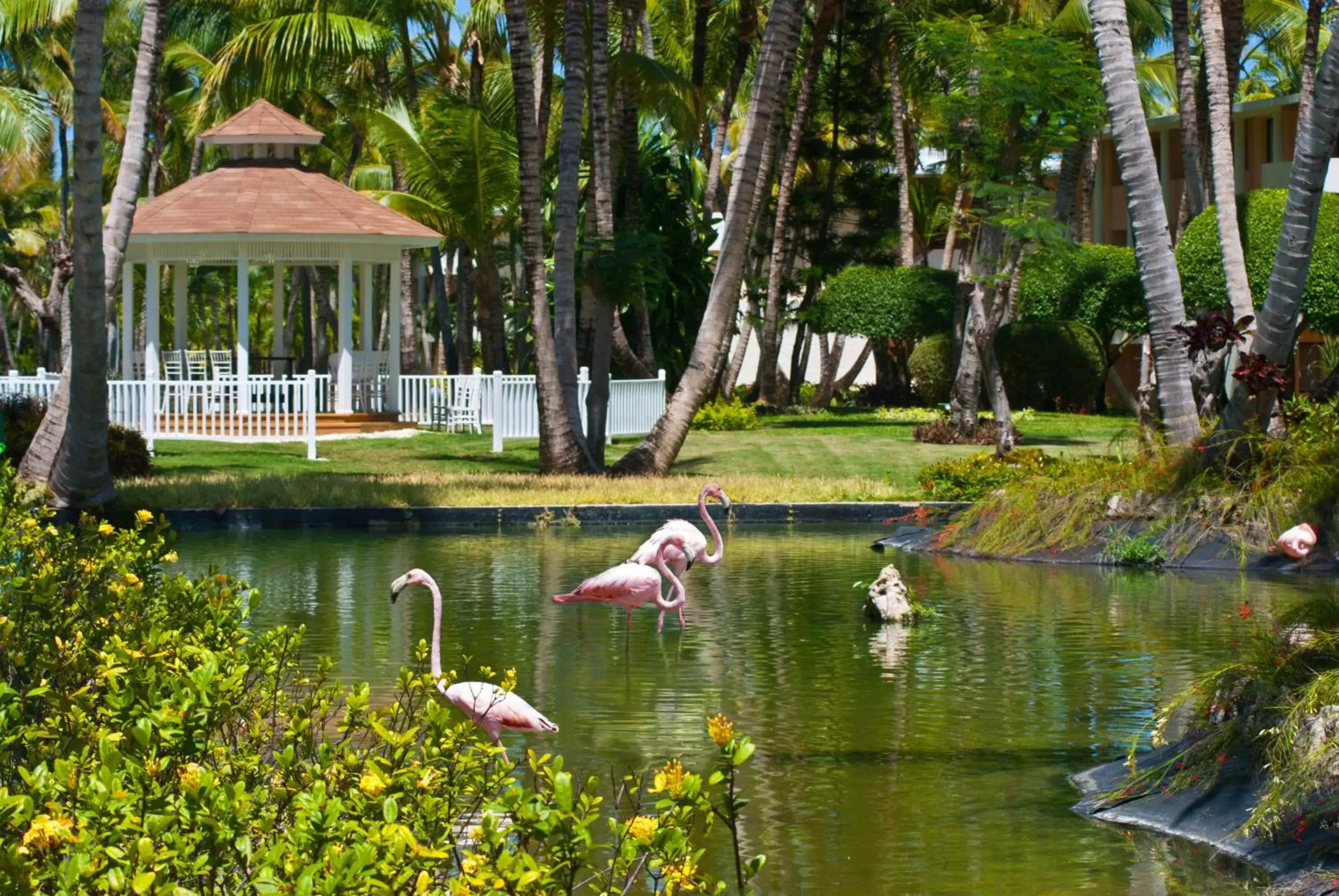 Garden, Other Animals in Catalonia Punta Cana - All Inclusive