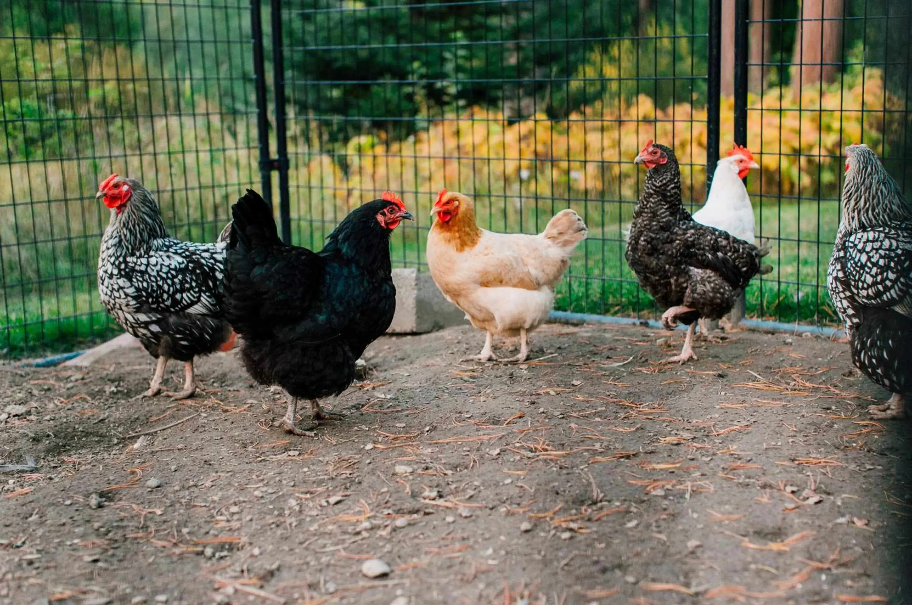 Animals, Other Animals in Pine River Ranch B&B