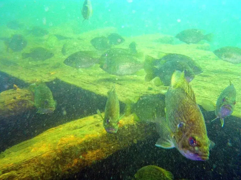 Diving, Other Animals in Wolfeboro Inn