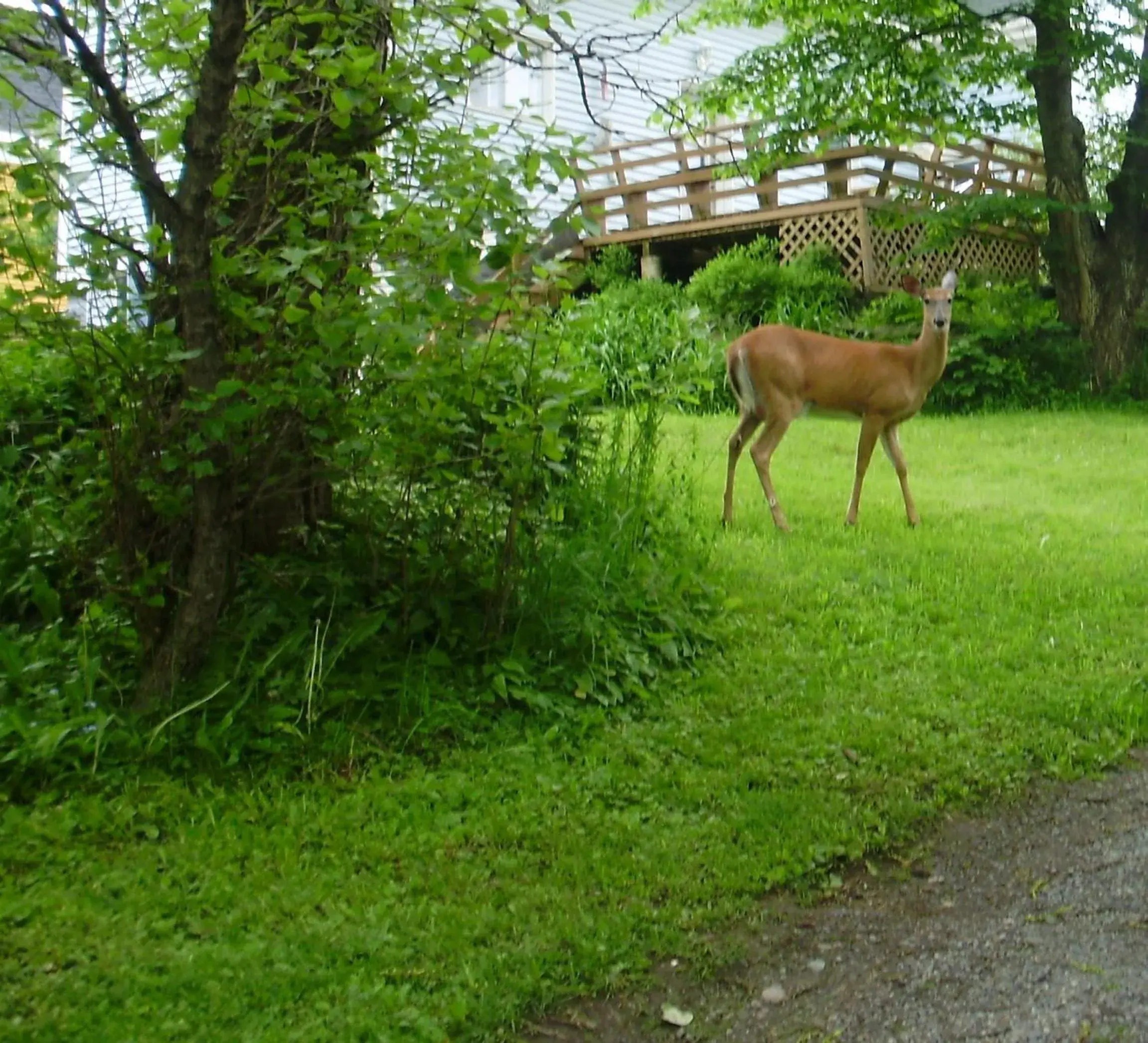 Animals, Other Animals in Braeside Country Inn